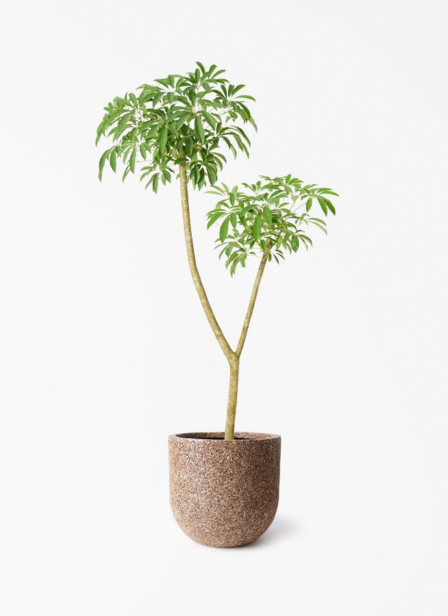 観葉植物 アマゾンオリーブ (ムラサキフトモモ) 10号 ネイチャーズ
