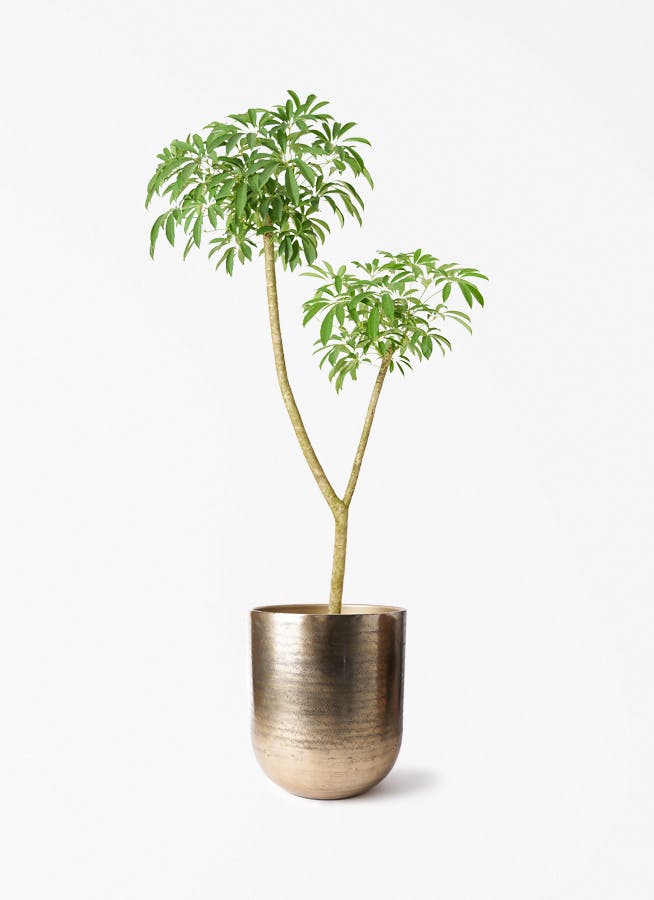 シェフレラ 大型 | 観葉植物通販HitoHana(ひとはな)