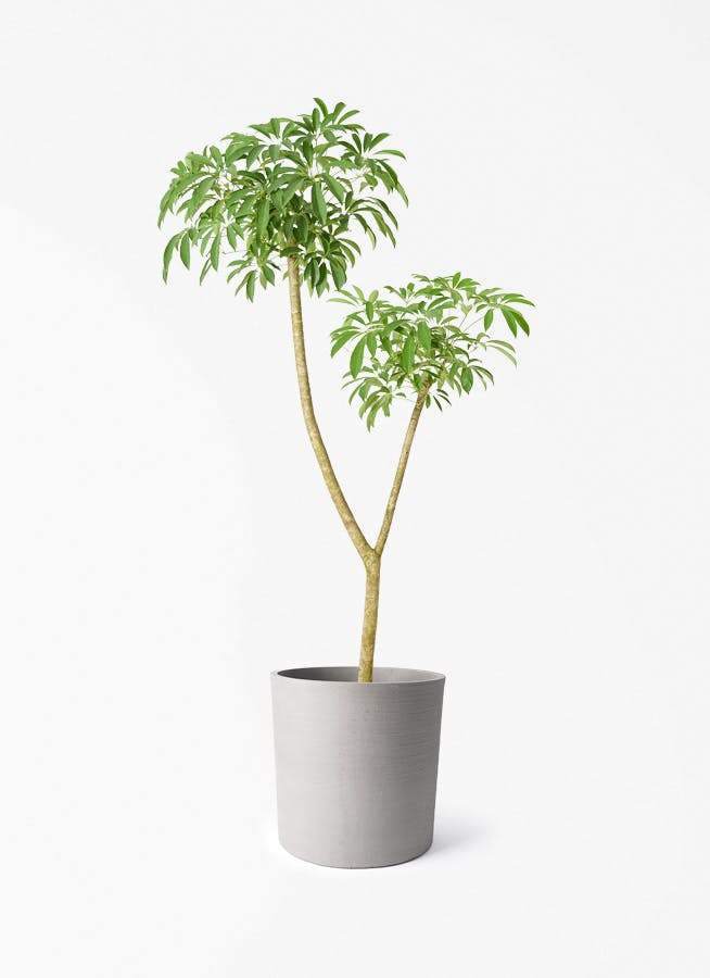 観葉植物 アマゾンオリーブ (ムラサキフトモモ) 10号 ソンク