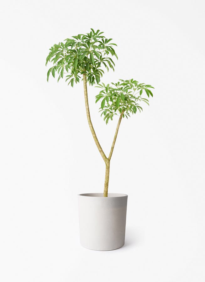 観葉植物 オリーブの木 10号 ミッション ソンク シリンダー ホワイト