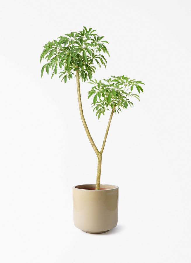 観葉植物 エバーフレッシュ 10号 曲り ビトロ エンデカ クリーム釉