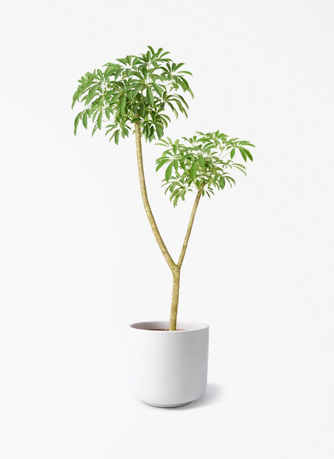 観葉植物 オリーブの木 10号 ピクアル ビトロ エンデカ マット白釉