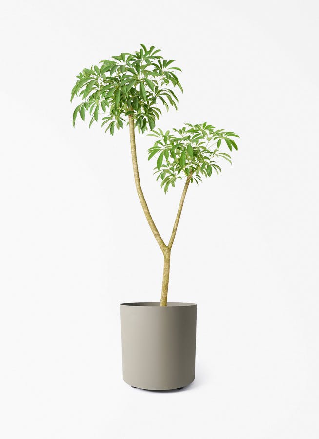 観葉植物 オリーブの木 10号 レッチーノ フェルム シリンダー オリーブ