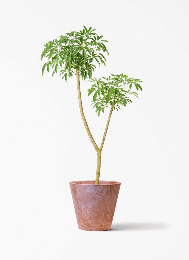 観葉植物 オリーブの木 10号 レッチーノ アートストーン ラウンド