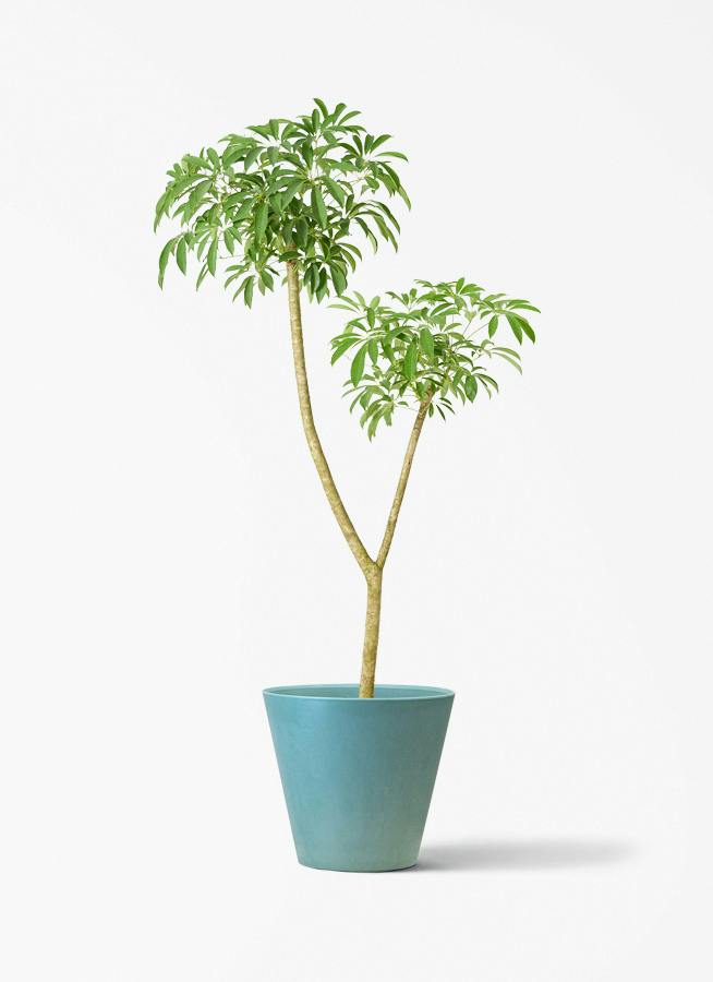 観葉植物 フィカス ベンジャミン 9号 ヌダ アートストーン ラウンド