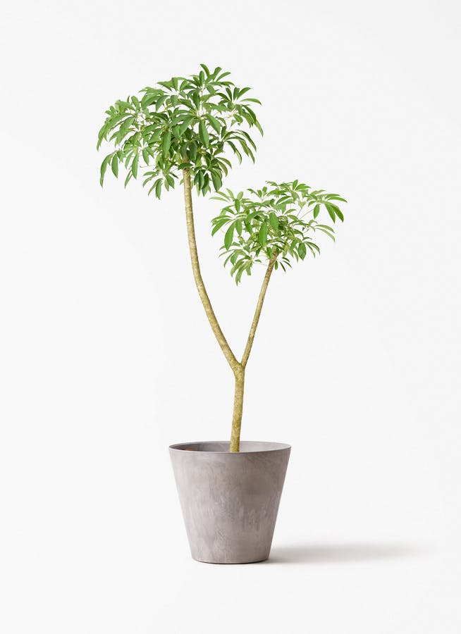 観葉植物 フィカス アルテシーマ 10号 曲り アートストーン ラウンド