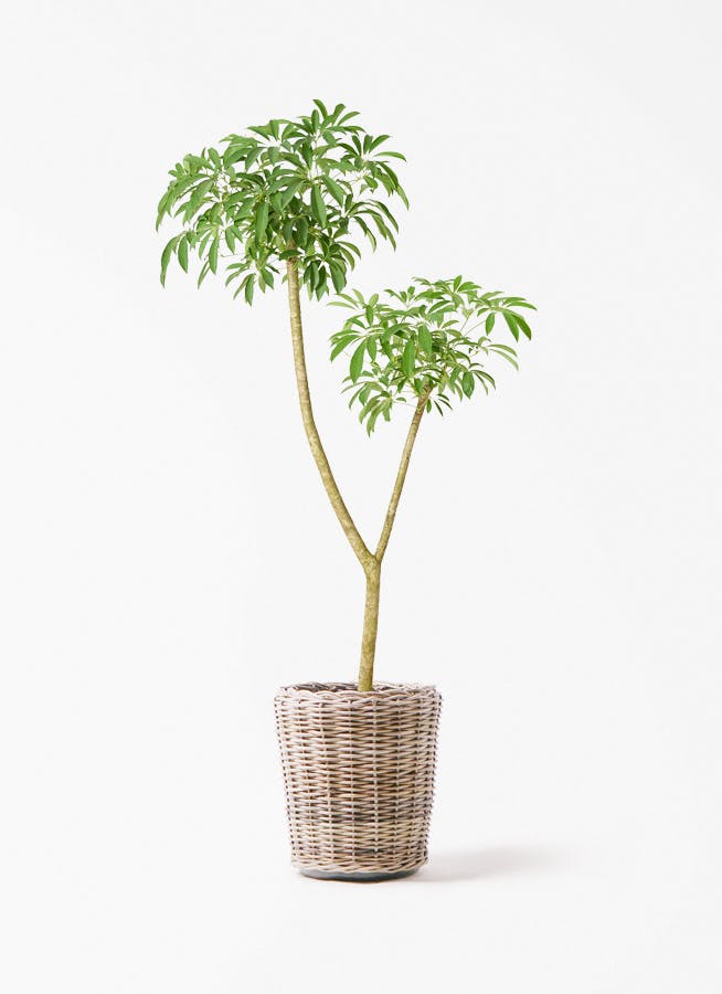 観葉植物 オリーブの木 10号 レッチーノ モンデリック ラタン 付き
