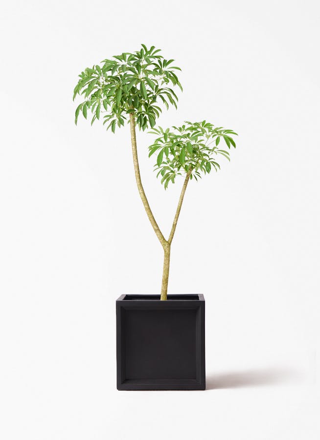 観葉植物 ドラセナ ソング オブ ジャマイカ 10号 ブリティッシュ