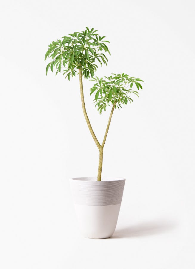 観葉植物 オリーブの木 10号 レッチーノ ジュピター 白 付き / 小倉園