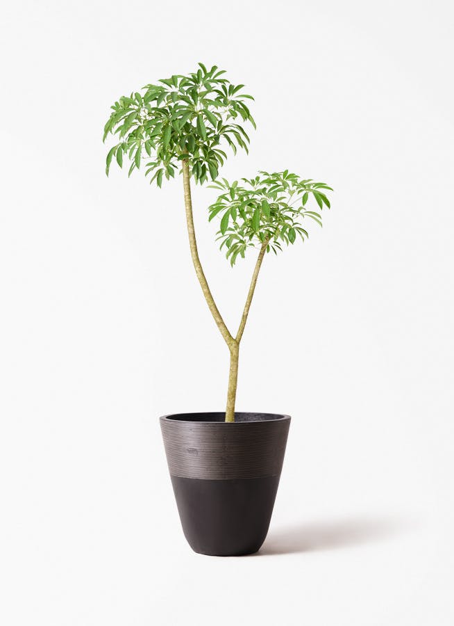 観葉植物 ユーカリ 10号 グニー ジュピター 黒 付き | 観葉植物なら