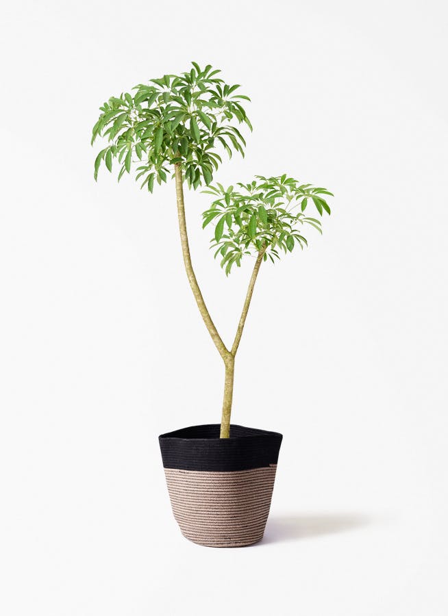 ９号鉢カポック（シェフレラ） 観葉植物 シェフレラ（カポック） 10号 斑入り プラスチック鉢 | 観葉
