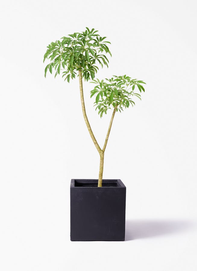 観葉植物 ユッカ 10号 斑入り ベータ キューブプランター 黒 付き