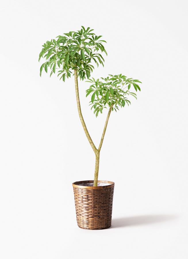 観葉植物 オリーブ 10号 ミッション 竹バスケット 付き | 観葉植物なら