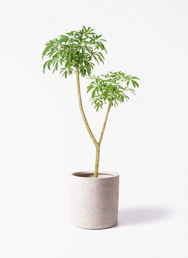 観葉植物 ツピダンサス 10号 曲り サンディ シリンダー 白 付き | 観葉