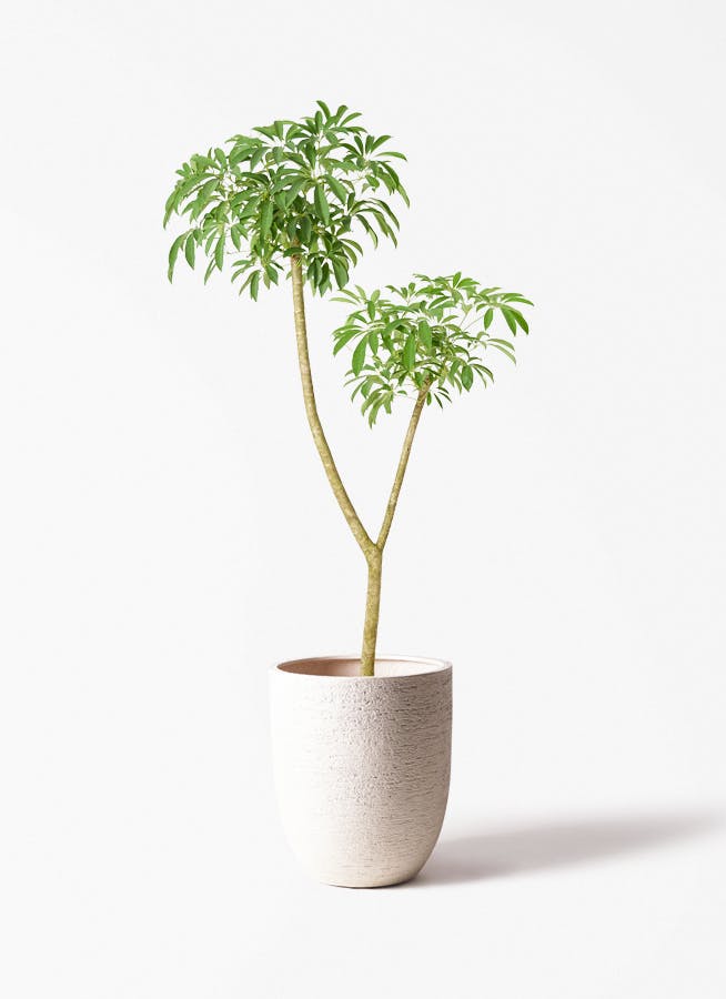 観葉植物 トックリラン ポニーテール 10号 ビアスアルトエッグ 白 付き