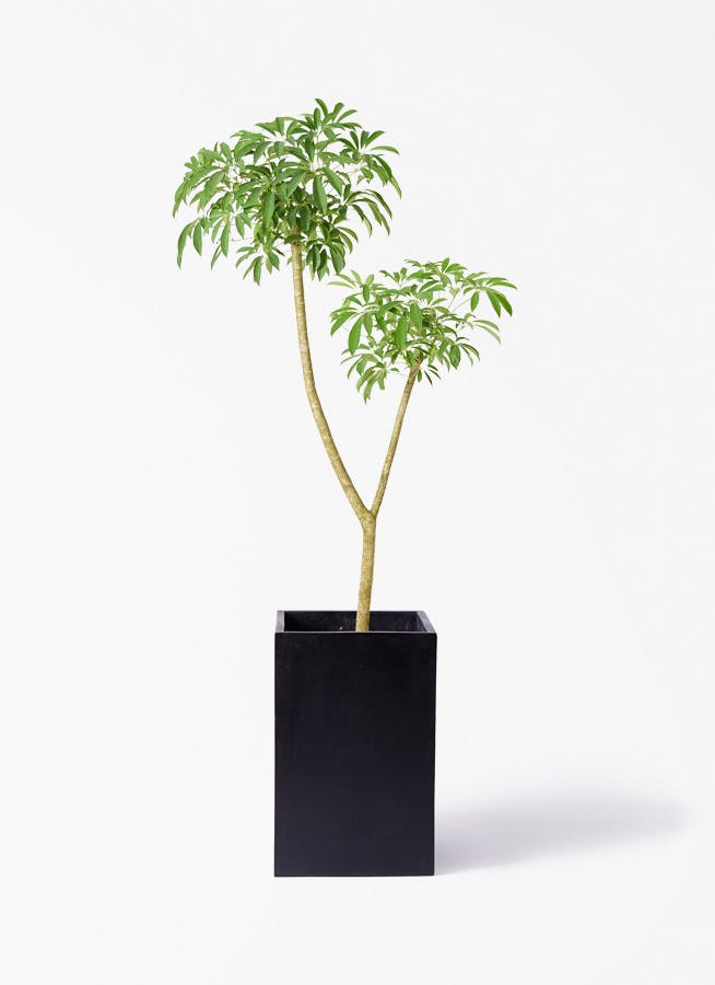 観葉植物 ソテツ 10号 セドナロング 墨 付き | 観葉植物ならHitoHana