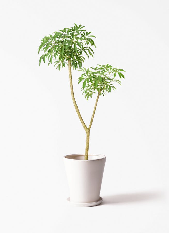 観葉植物 オリーブの木 10号 ミッション サブリナ 白 付き / 小倉園