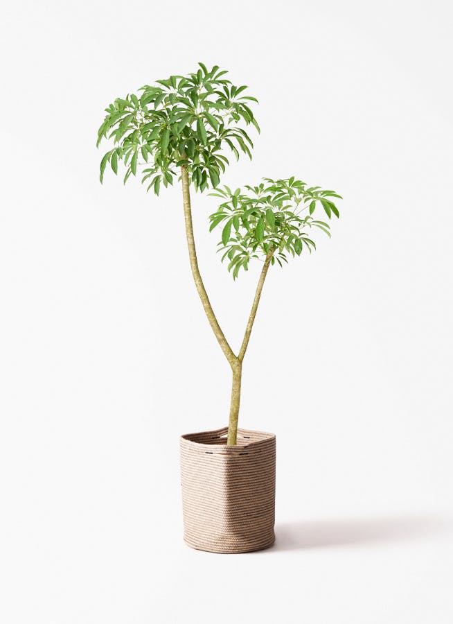 観葉植物 コルディリネ ストリクタ 10号 リブバスケットNatural 付き
