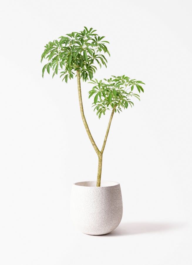 観葉植物 ドラセナ ソング オブ インディア 10号 エコストーンwhite