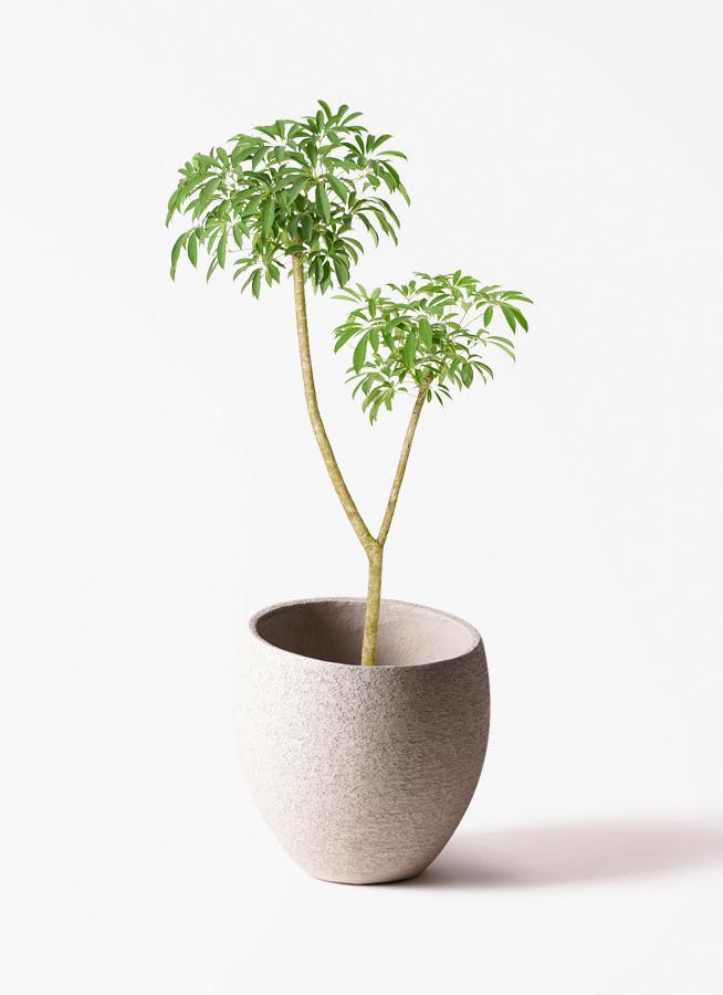 観葉植物 オリーブ 10号 アルベキーナ エコストーンLight Gray 付き