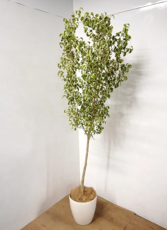 観葉植物 212cm フィカス ベンジャミン シタシオン バリエガーター 8号 1都3県配送限定商品 観葉植物ならhitohana ひとはな