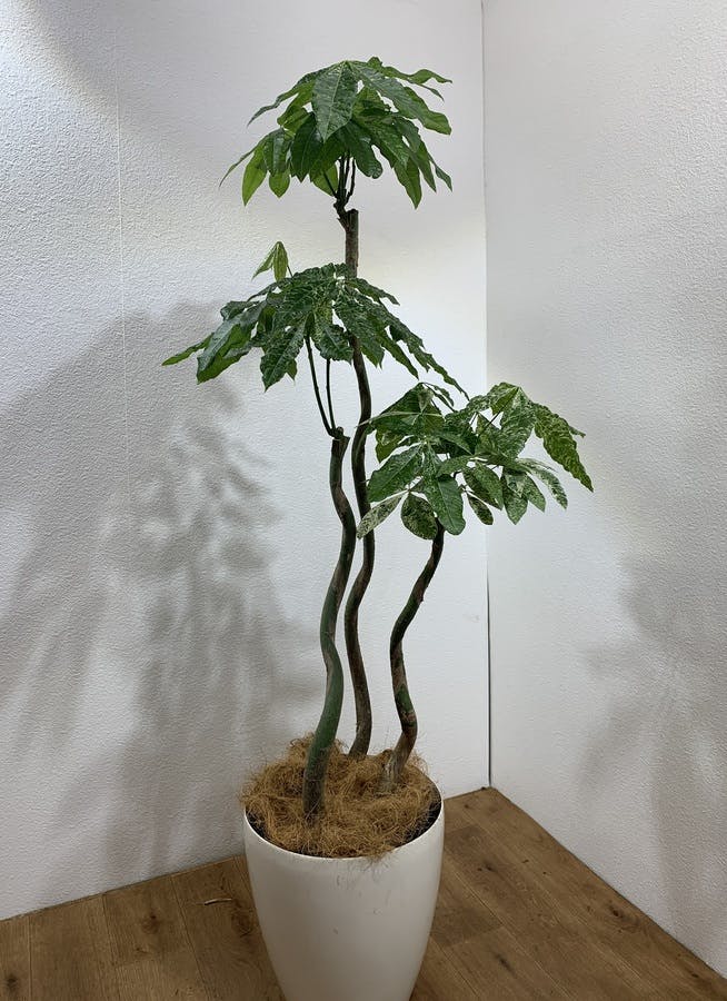 観葉植物 160cm パキラ 10号 1都3県配送限定商品 観葉植物ならhitohana ひとはな