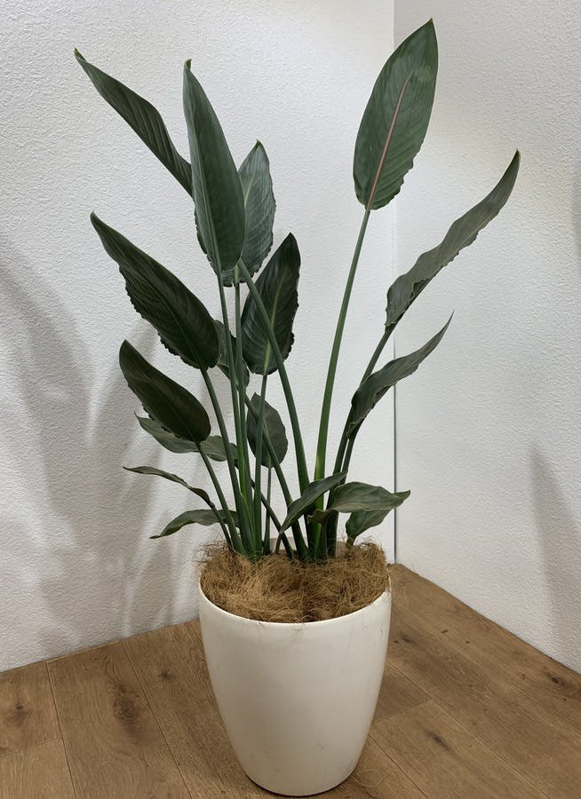 観葉植物 110cm ストレリチア レギネ 8号 観葉植物ならhitohana ひとはな 観葉植物 110cm ストレリチア レギネ 8号 観葉植物ならhitohana ひとはな