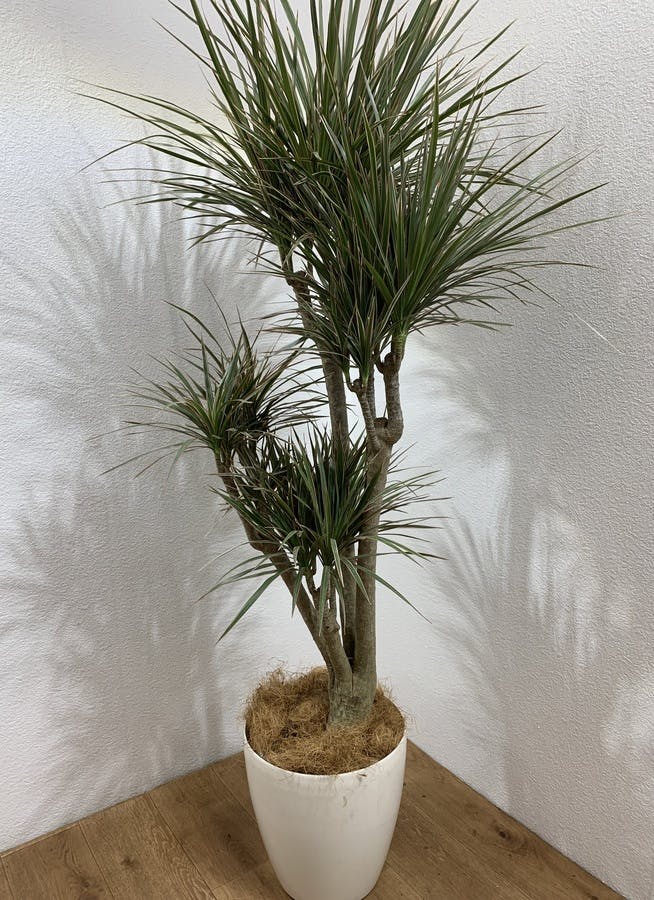 観葉植物 155cm ドラセナ コンシンネ トリカラー 8号 観葉植物ならhitohana ひとはな 観葉植物 155cm ドラセナ コンシンネ トリカラー 8号 観葉植物ならhitohana ひとはな