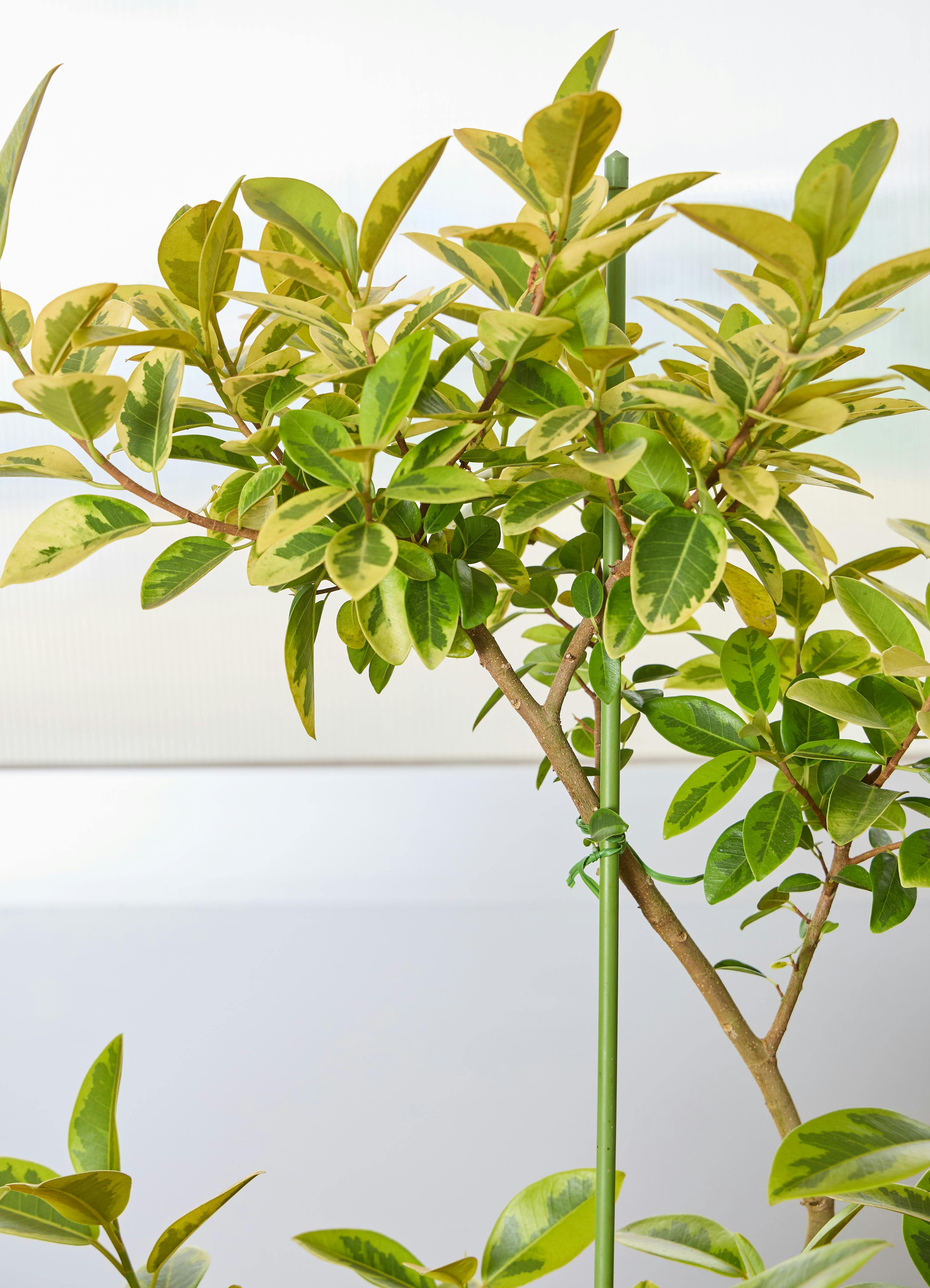 観葉植物 フランスゴムの木 【120cm】 8号 ユキ #72136 | 観葉植物なら
