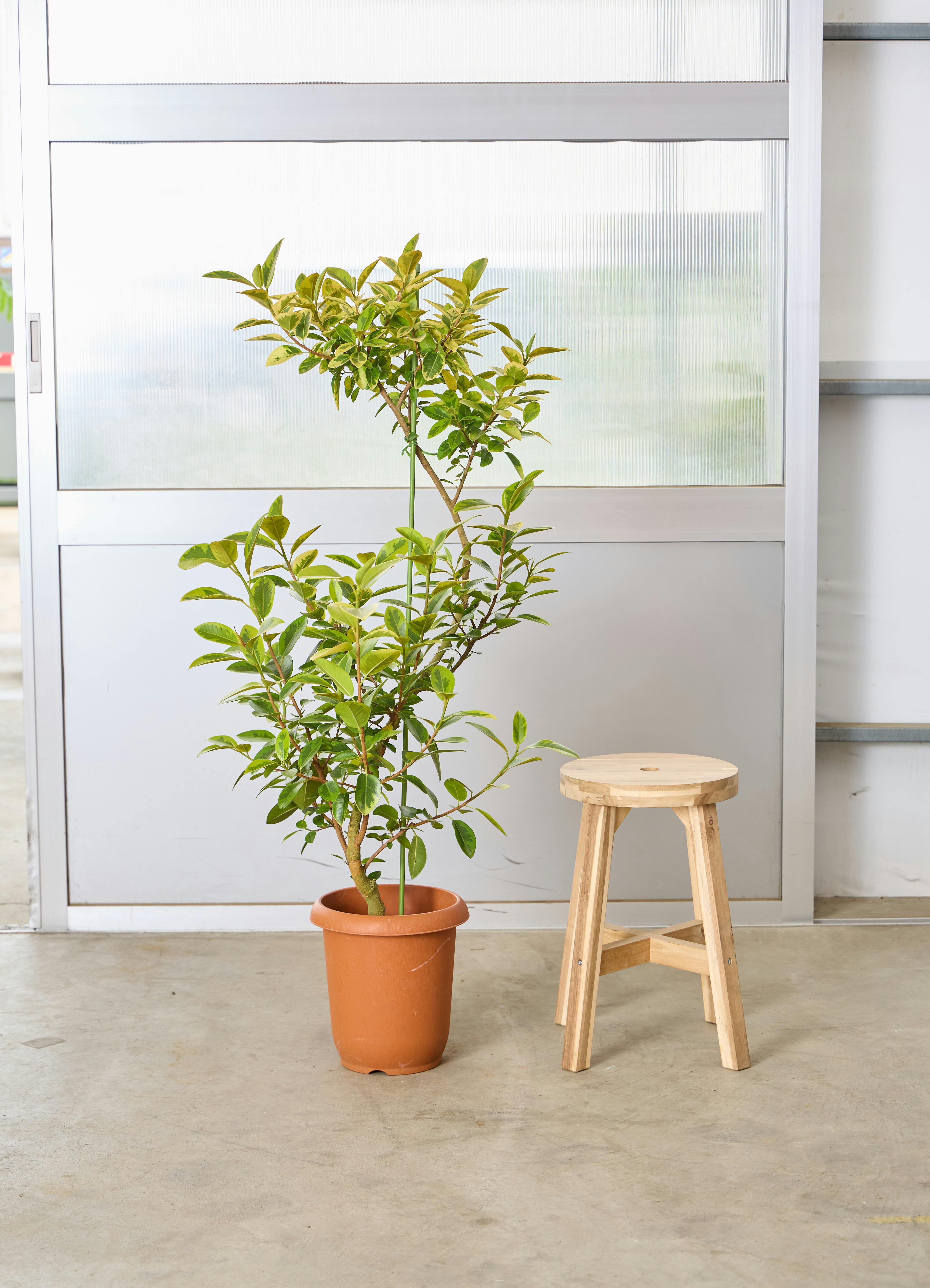 フランスゴム　リビングサイズ 観葉植物 フランスゴムの木 風水 | HitoHana（ひとはな）