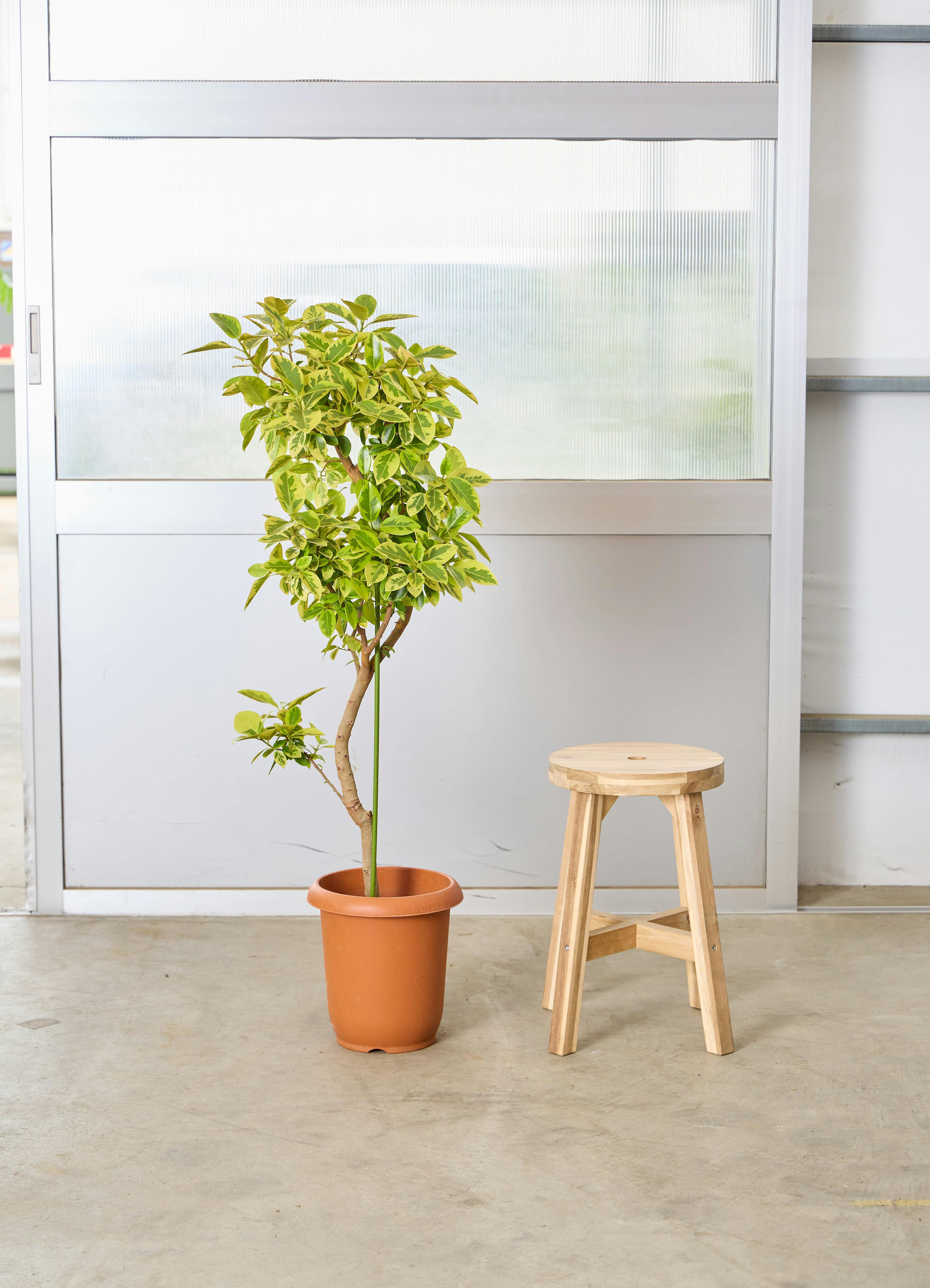 フランスゴムの木 8号 | 観葉植物 | 送料無料でお届け - Hitohana