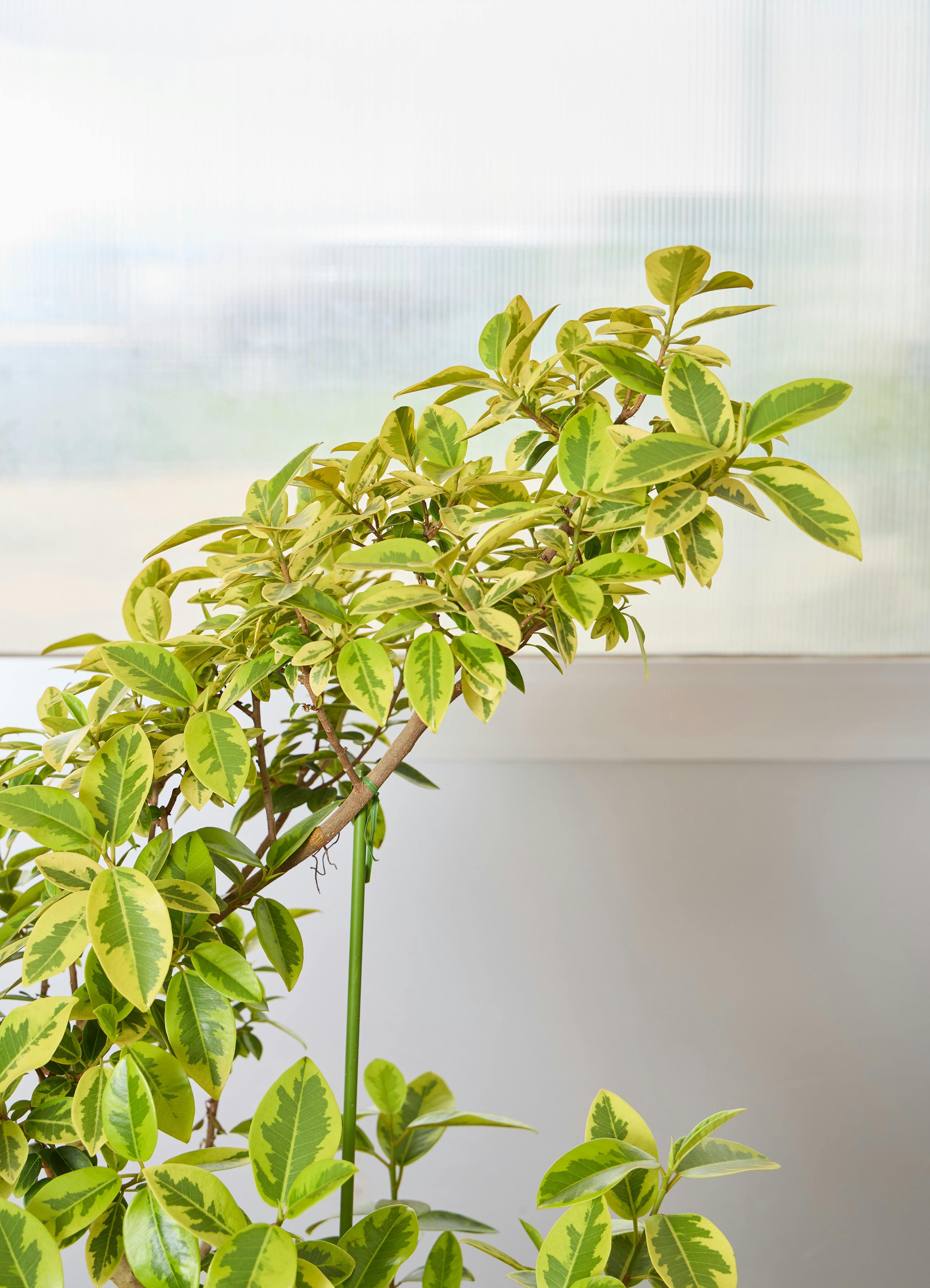 観葉植物 フランスゴムの木 【120cm】 8号 ユキ #72135 | 観葉植物なら