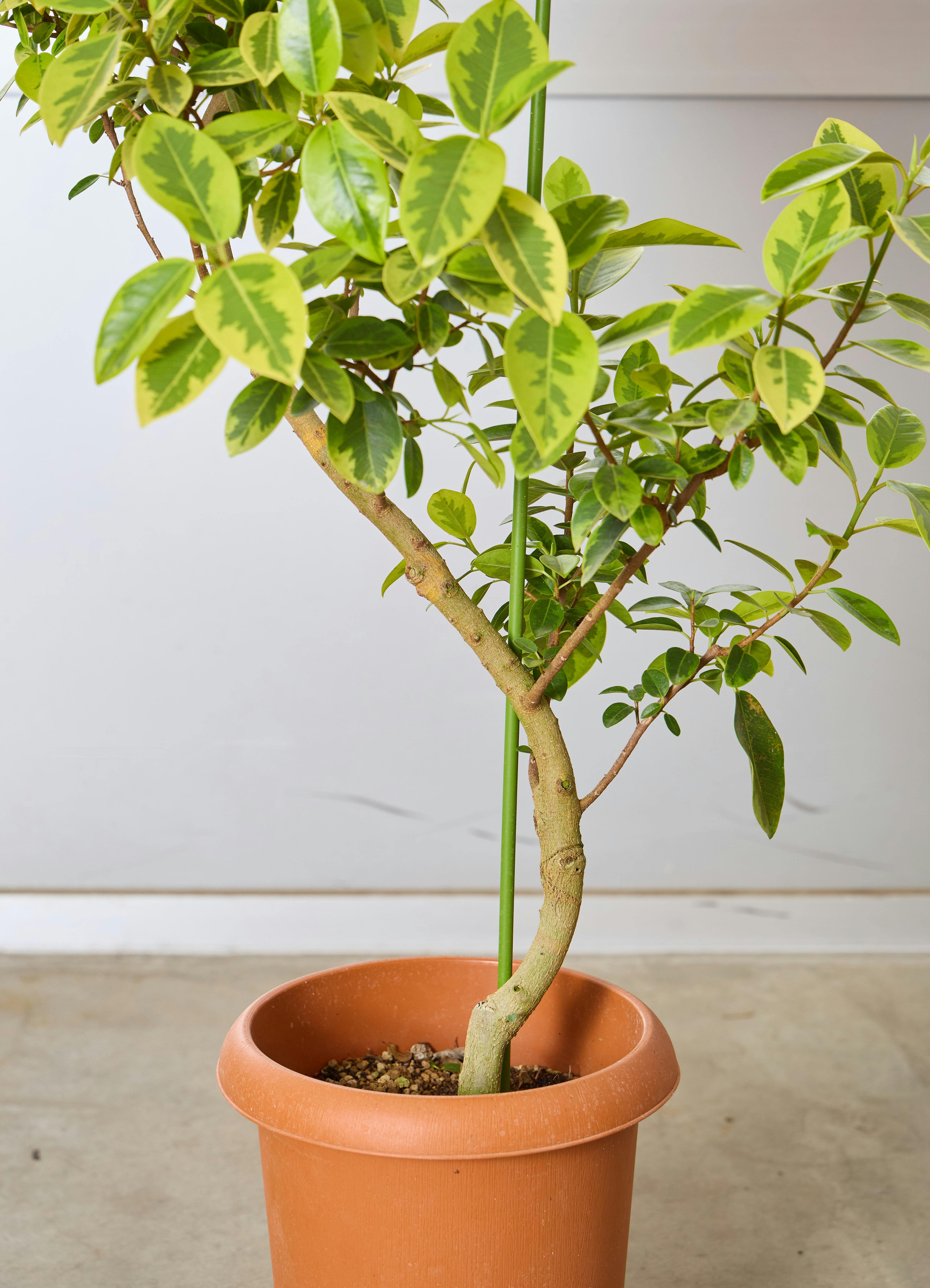 [SALE希少種]フランスゴム ユキ 8号 観葉植物 フランスゴムの木 【120cm】 8号 ユキ #72135 | 観葉植物なら
