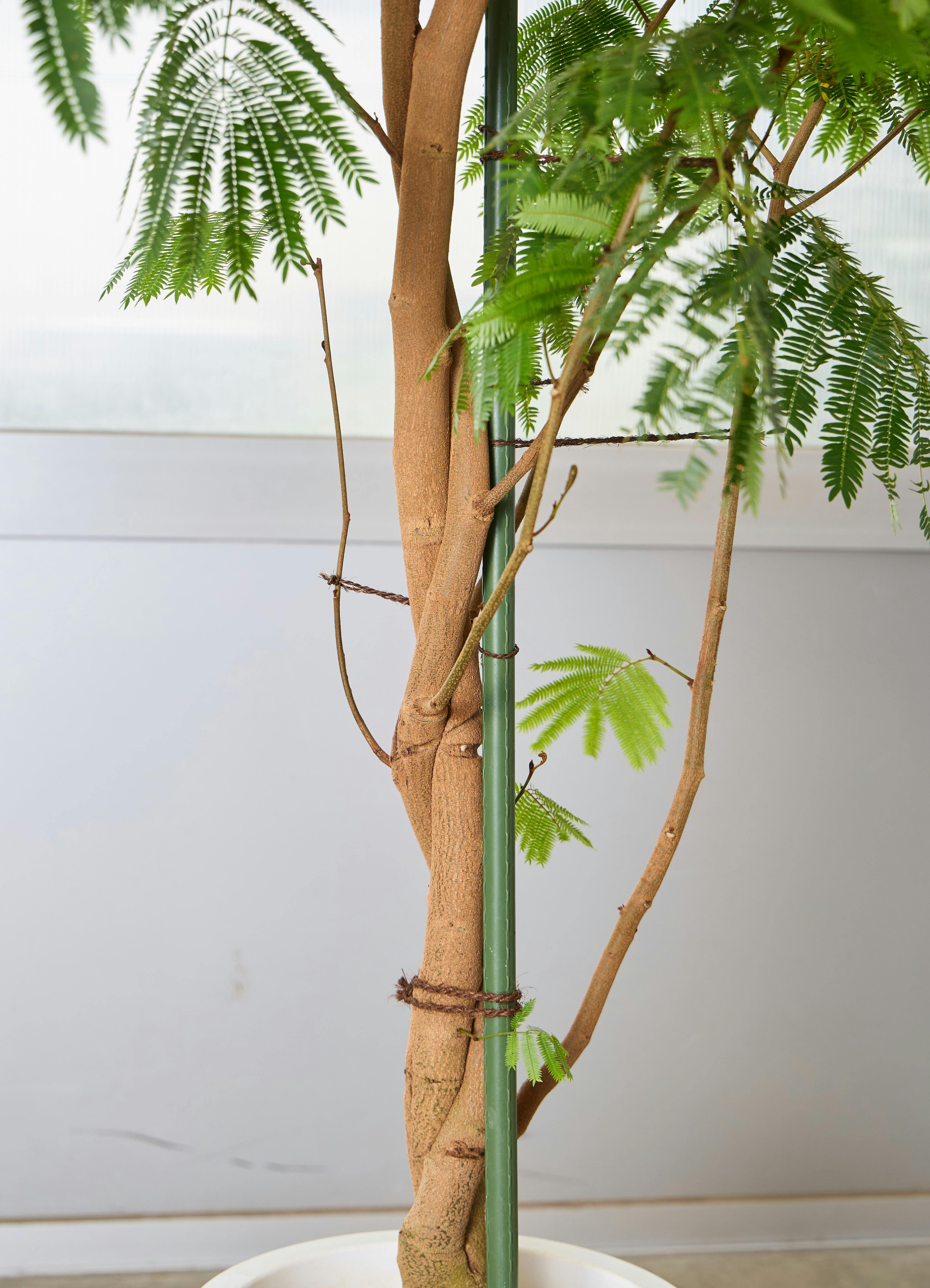 観葉植物 エバーフレッシュ 【225cm】 10号 ねじり #72137 ※1都3県配送