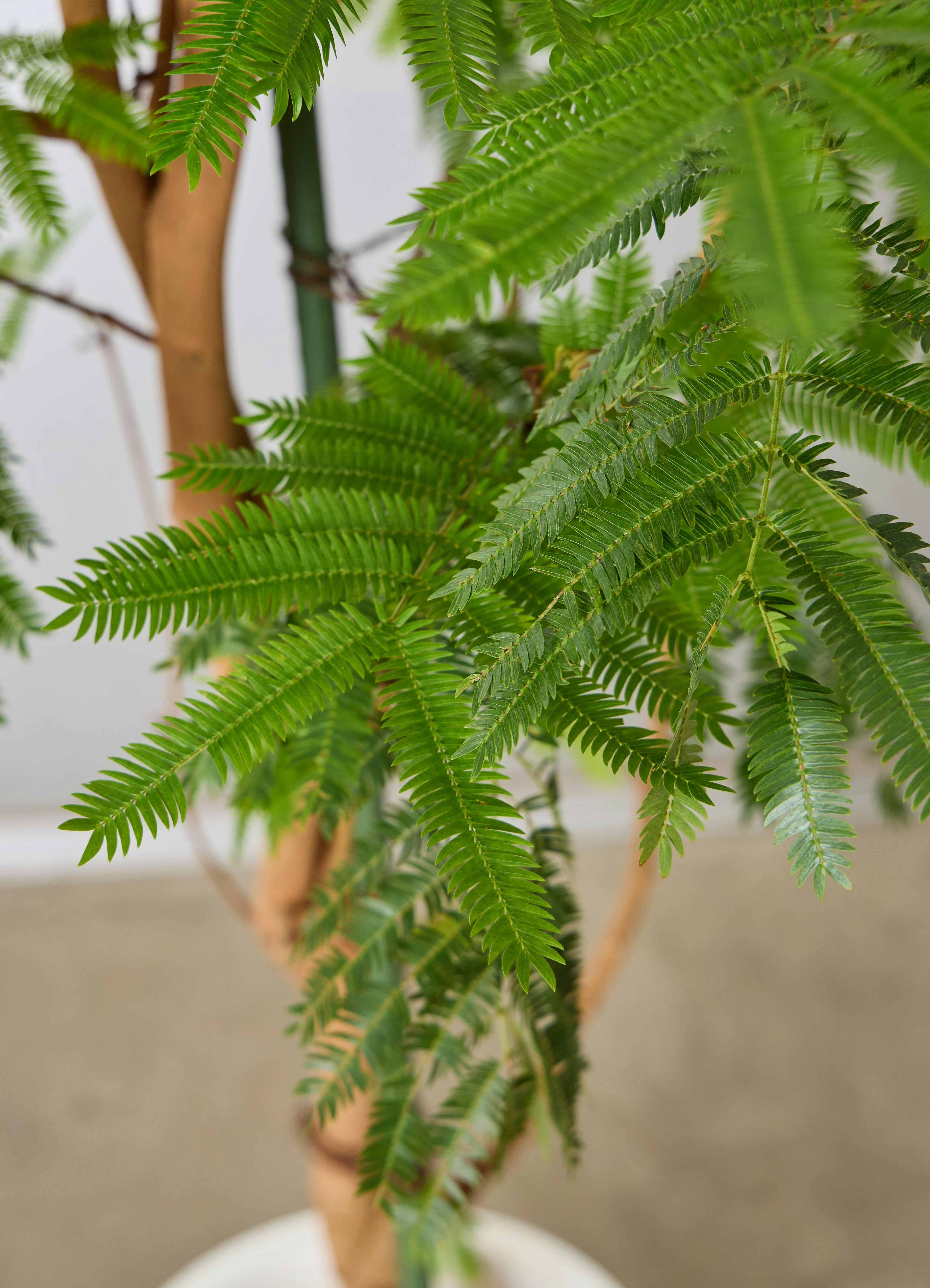 観葉植物 エバーフレッシュ 【225cm】 10号 ねじり #72137 ※1都3県配送 観葉植物 エバーフレッシュ 【225cm】 10号 ねじり #72137 ※1都3県配送