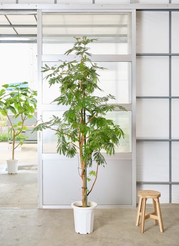 観葉植物 エバーフレッシュ 【220cm】 10号 曲り #72384 ※1都3県配送