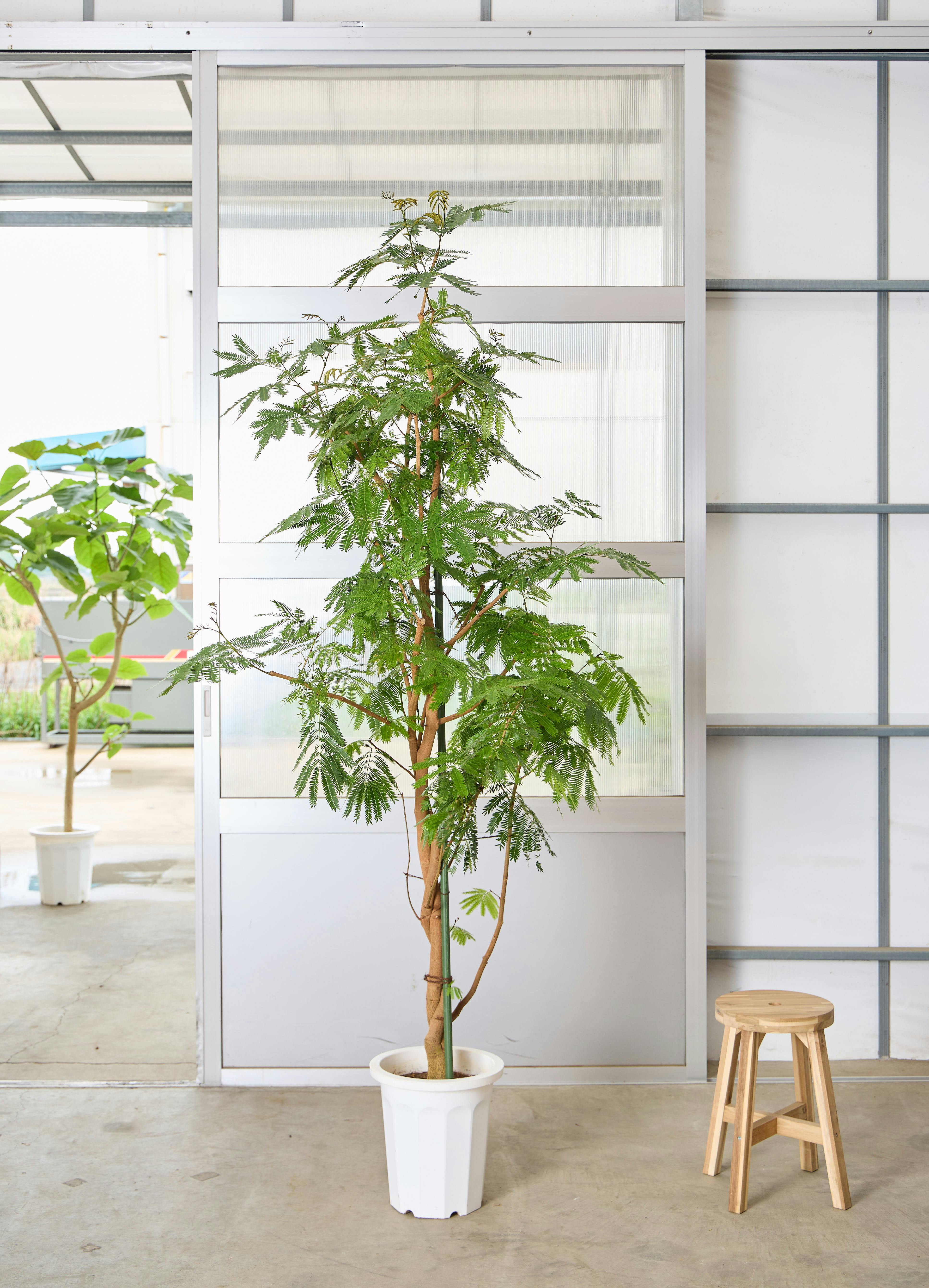 観葉植物 エバーフレッシュ 【225cm】 10号 ねじり #72137 ※1都3県配送