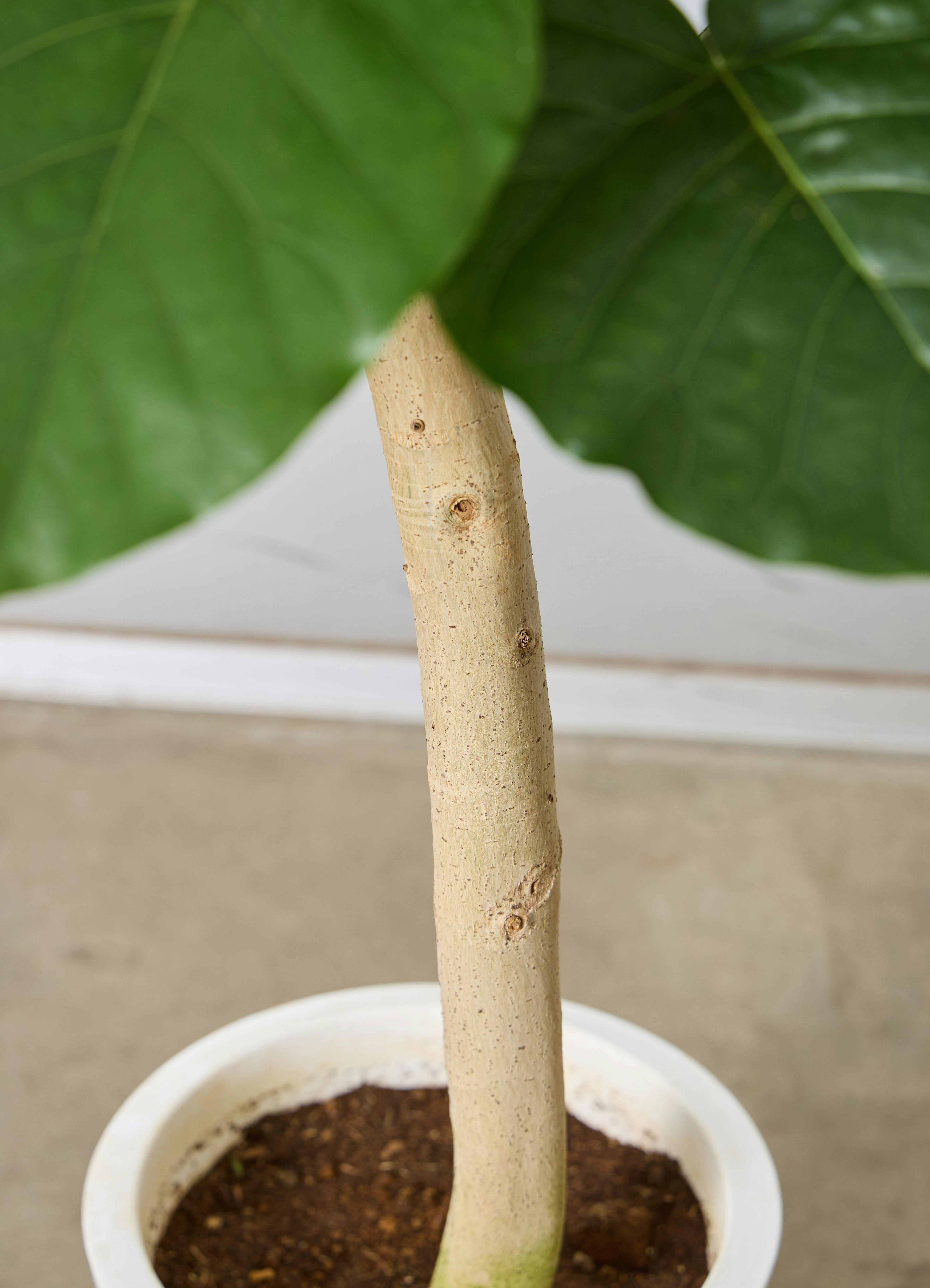 観葉植物 フィカス ウンベラータ 【210cm】 10号 #72132 ※1都3県配送