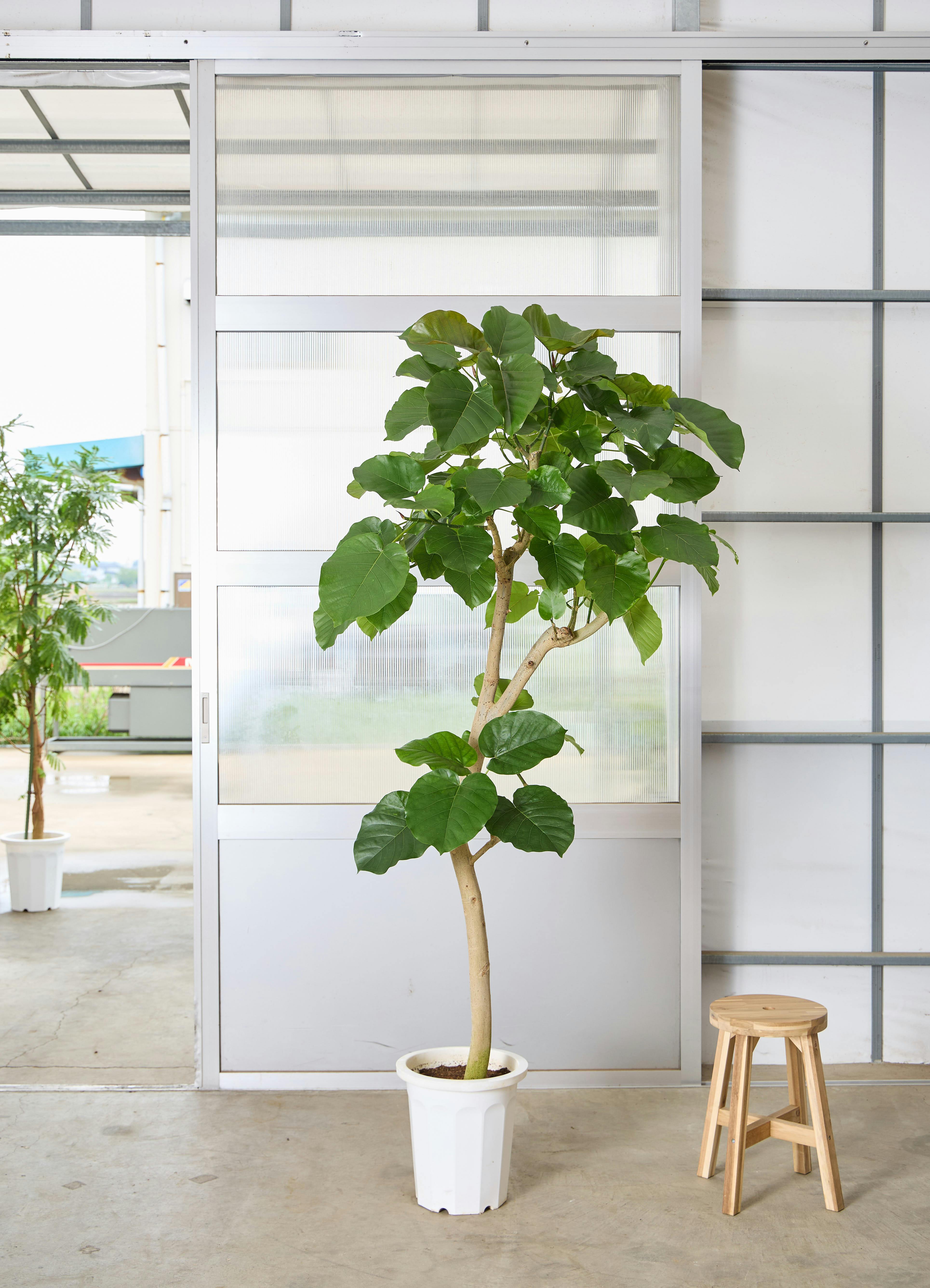 ウンベラータ 10号 | 観葉植物の通販ならHitoHana（ひとはな）
