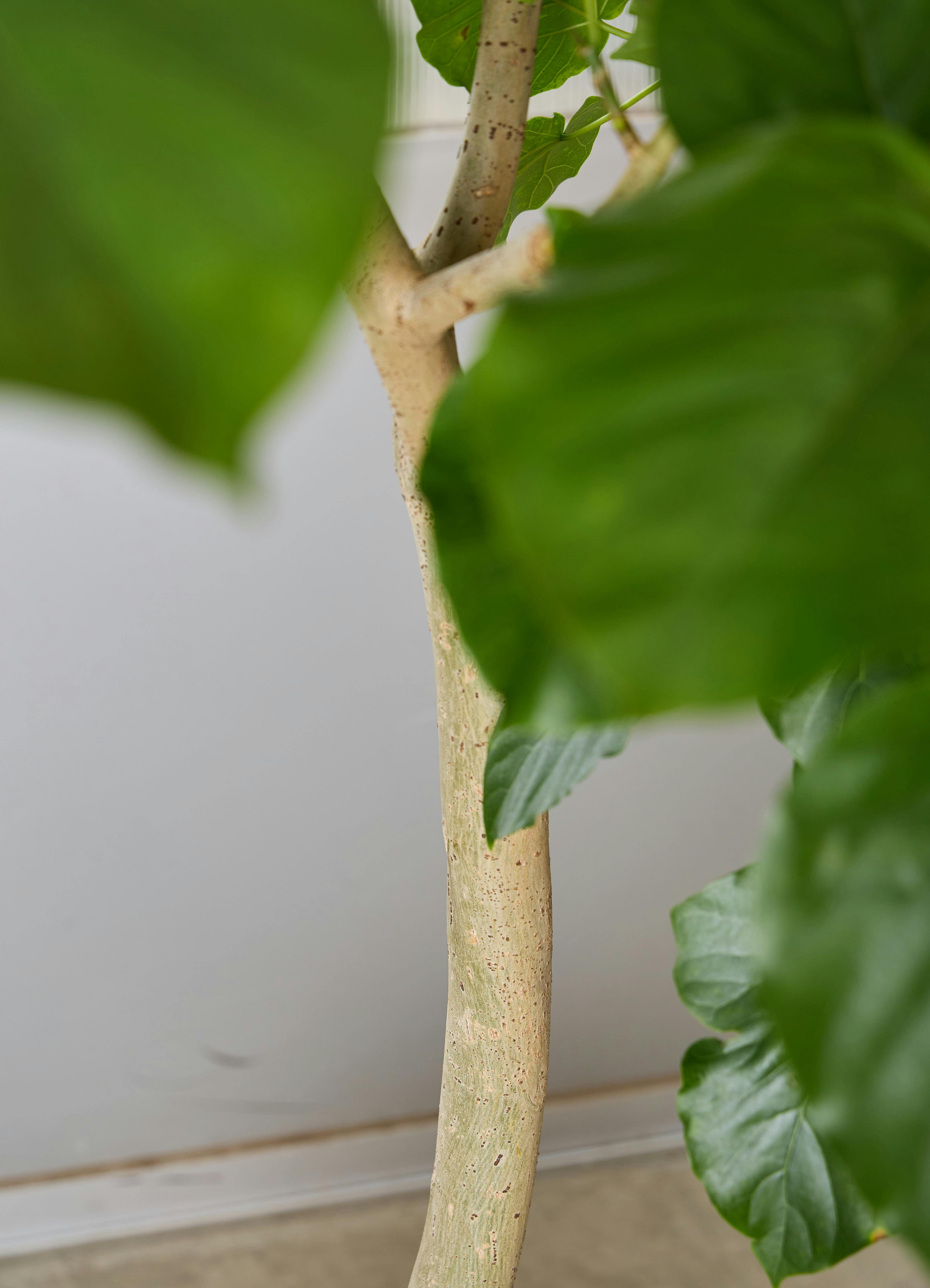 観葉植物 フィカス ウンベラータ 【200cm】 10号 #72131 ※1都3県配送