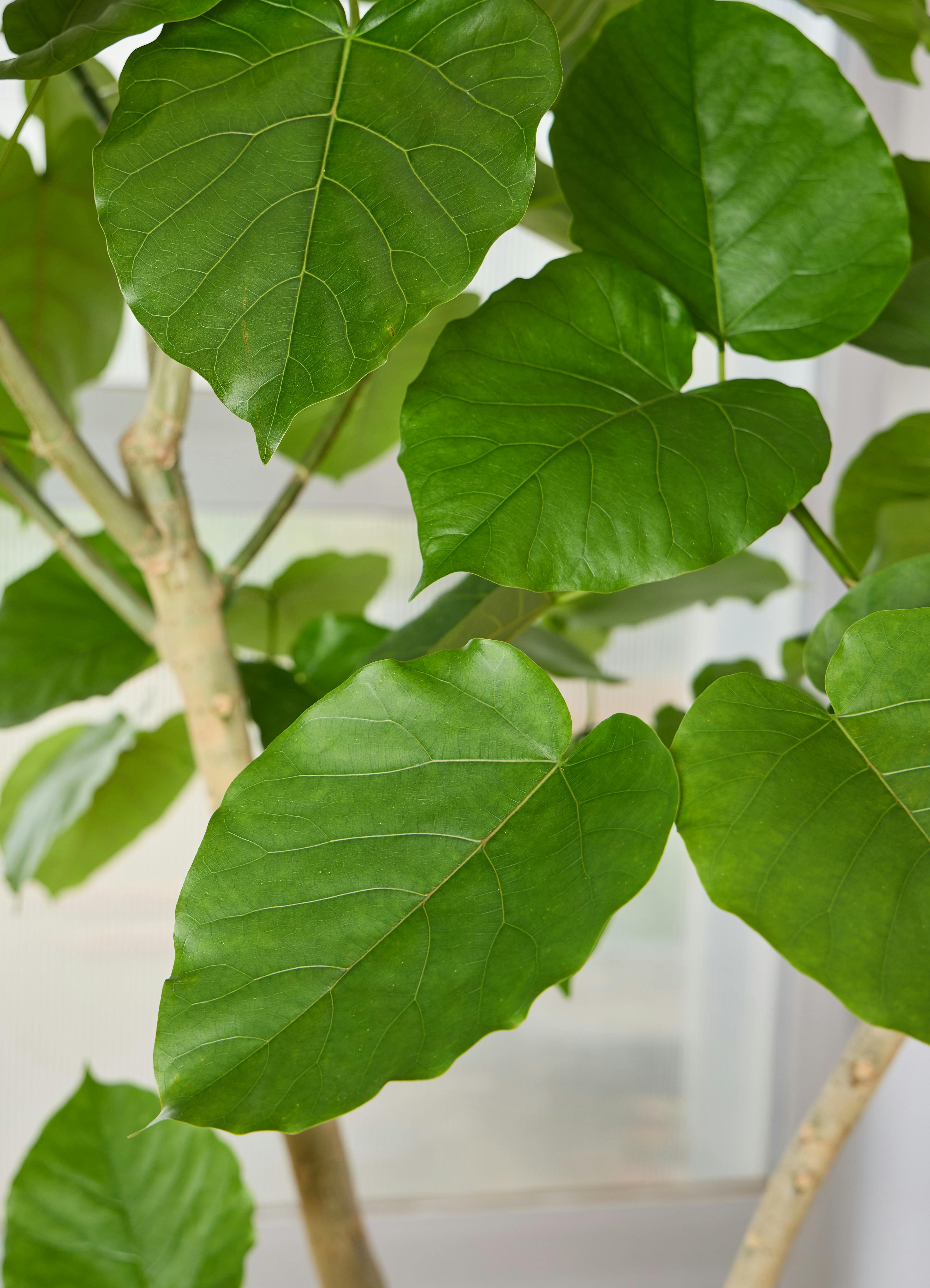 観葉植物 フィカス ウンベラータ 【210cm】 10号 #72133 ※1都3県配送