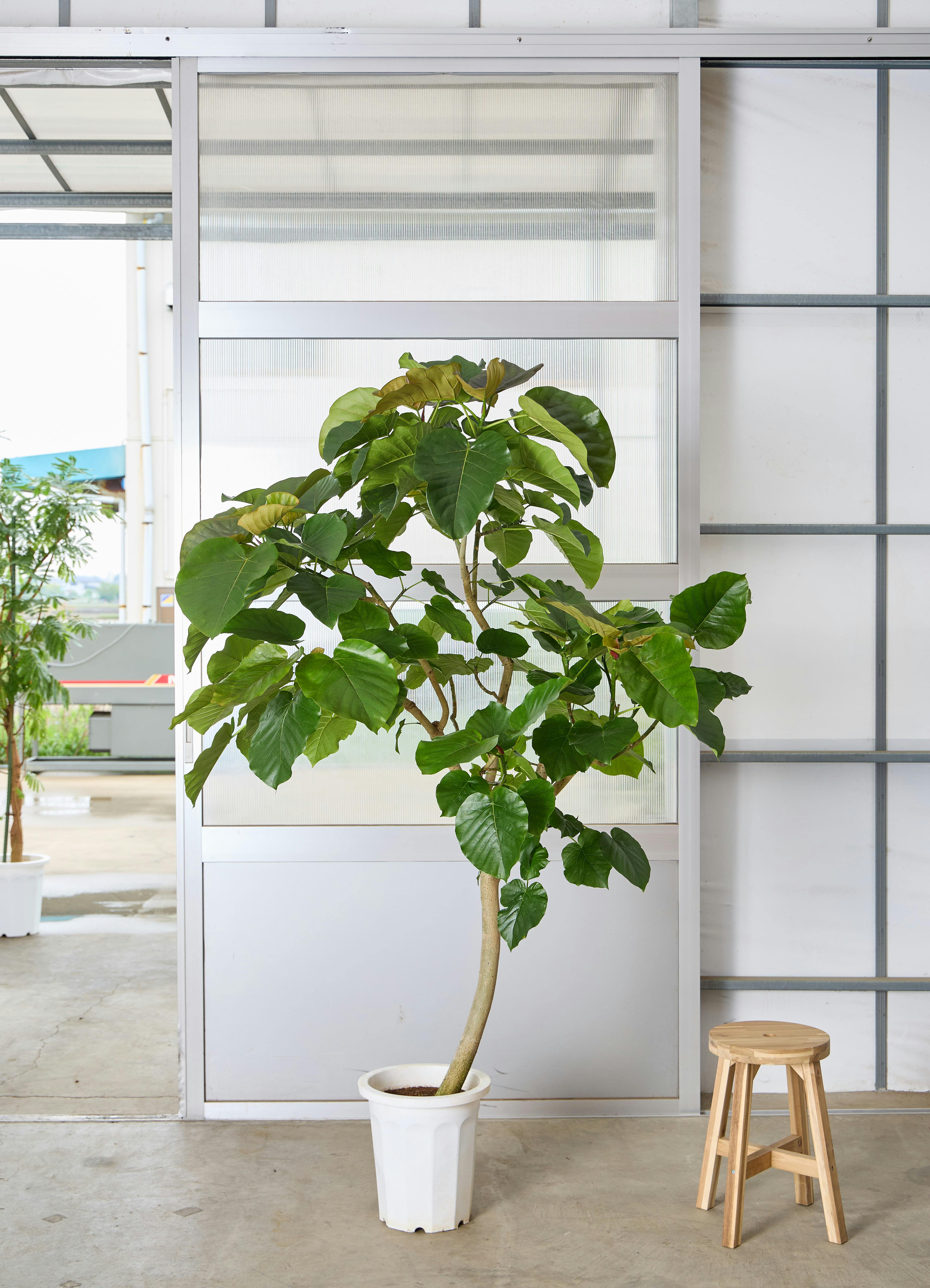 30,000円～50,000円の観葉植物 | 送料無料でお届け | Hitohana（ひとはな）