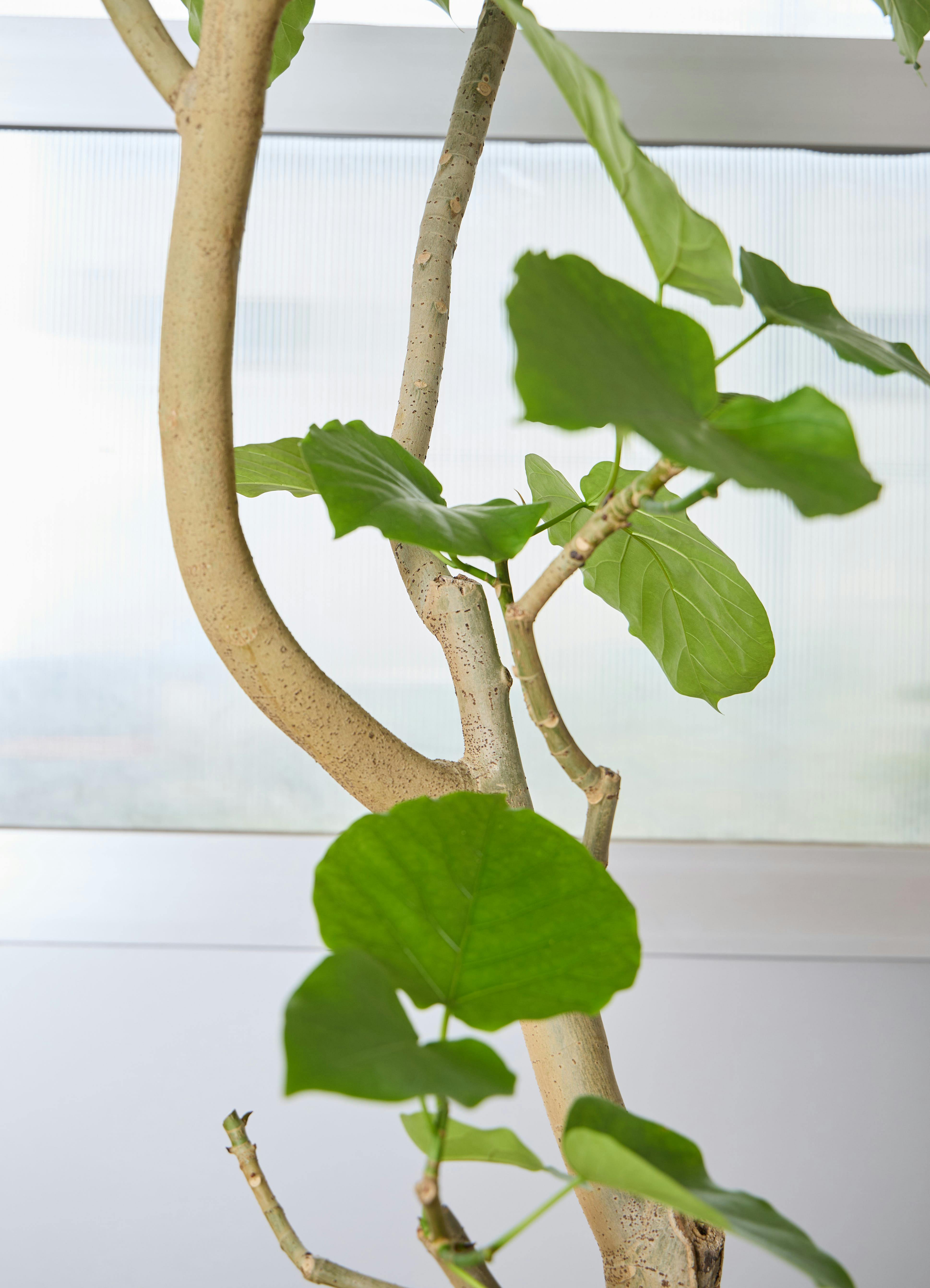 観葉植物 フィカス ウンベラータ 【210cm】 10号 #72133 ※1都3県配送