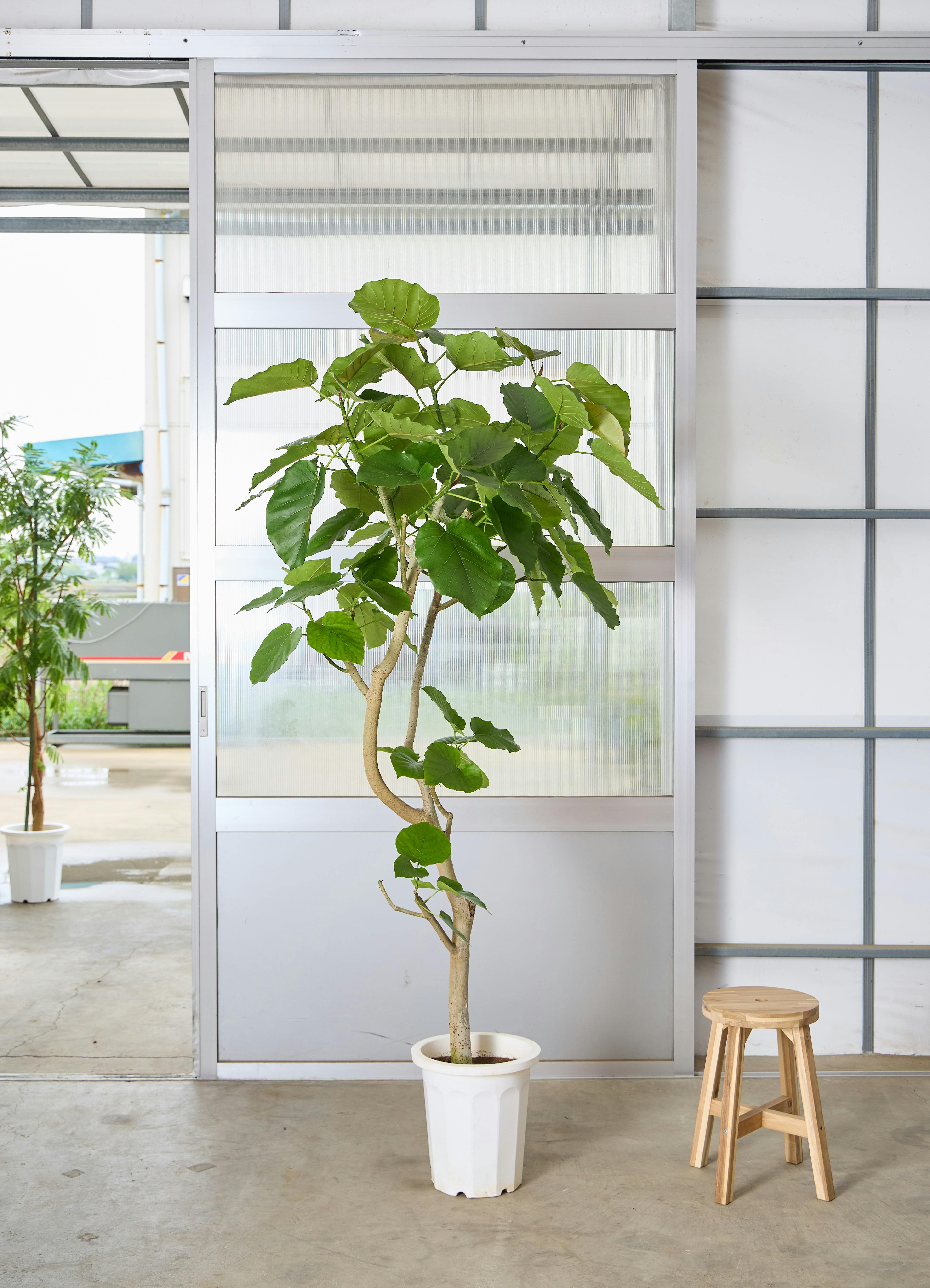 ◼️フィカスウンベラータ◼️大型180センチ　観葉植物 大型の通販 ウンベラータ 楽天市場】フィカス フィカス