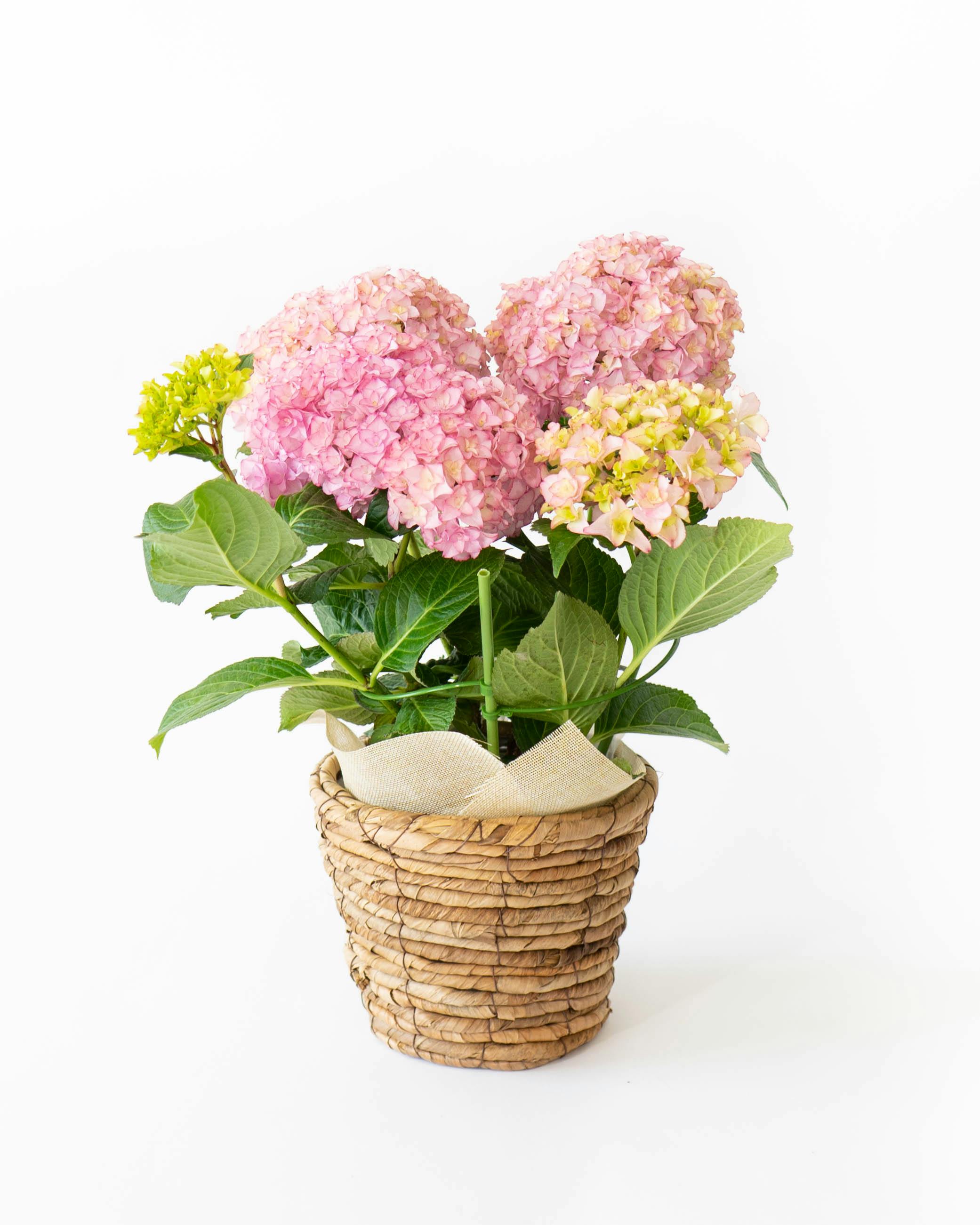 産地直送 あじさい 鉢植えのお花 プリマドンナ 5号 ブラウンバスケット