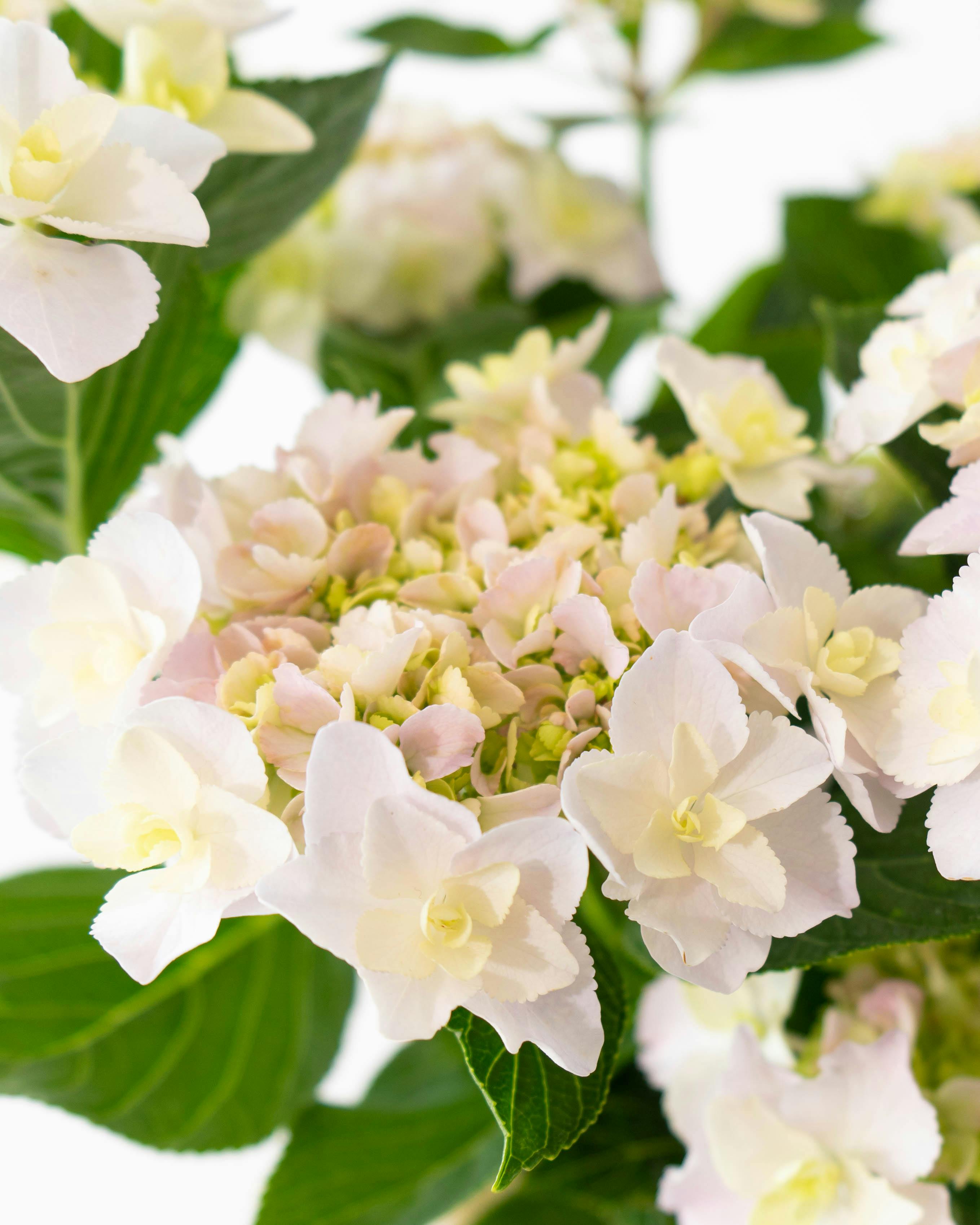 産地直送 あじさい 鉢植えのお花 ヴィヴァーチェ 5号 ブラウン