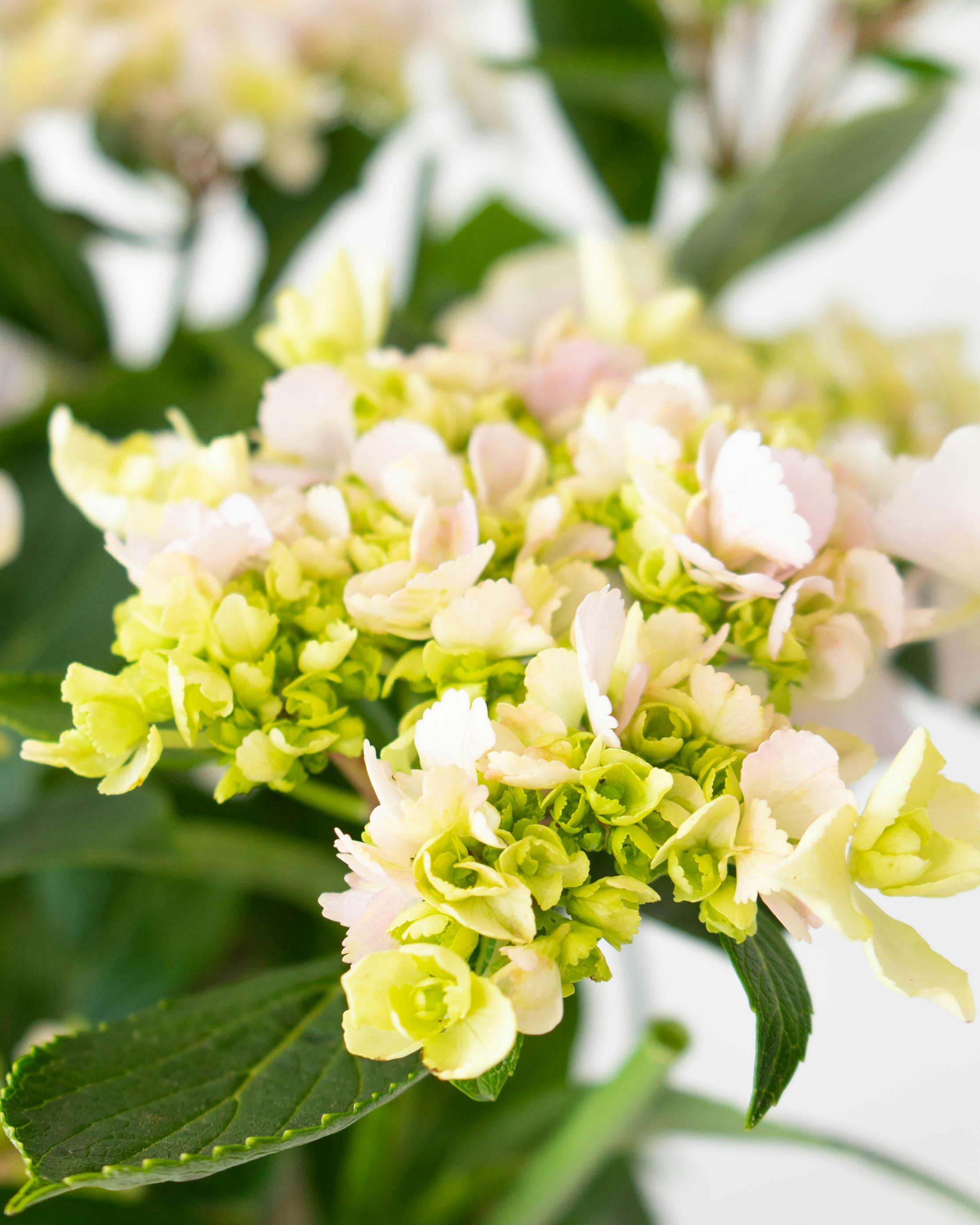 産地直送 あじさい 鉢植えのお花 ヴィヴァーチェ 5号 ブラウン