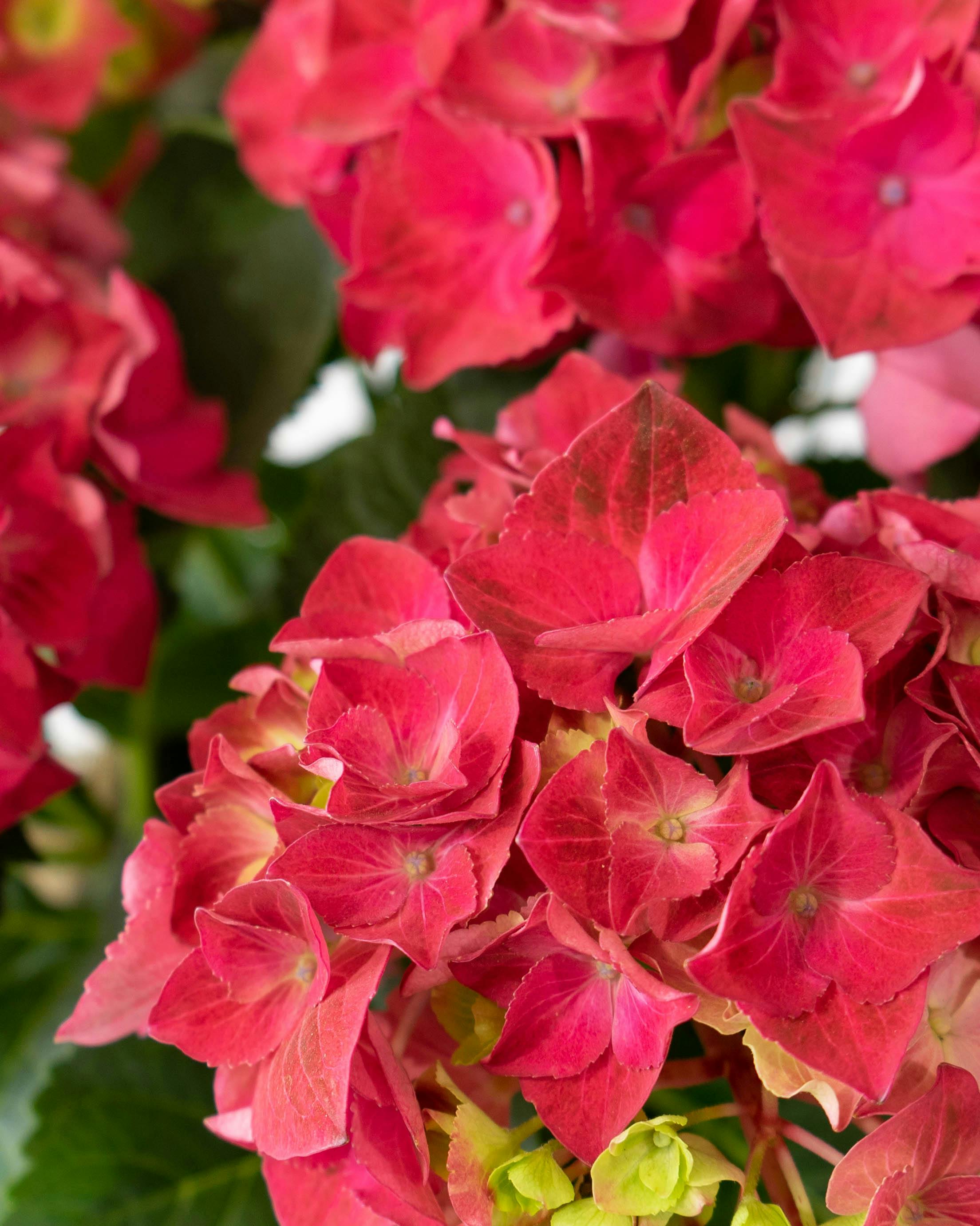 産地直送 あじさい 鉢植えのお花 ハイトルネード 5号 ブラウン