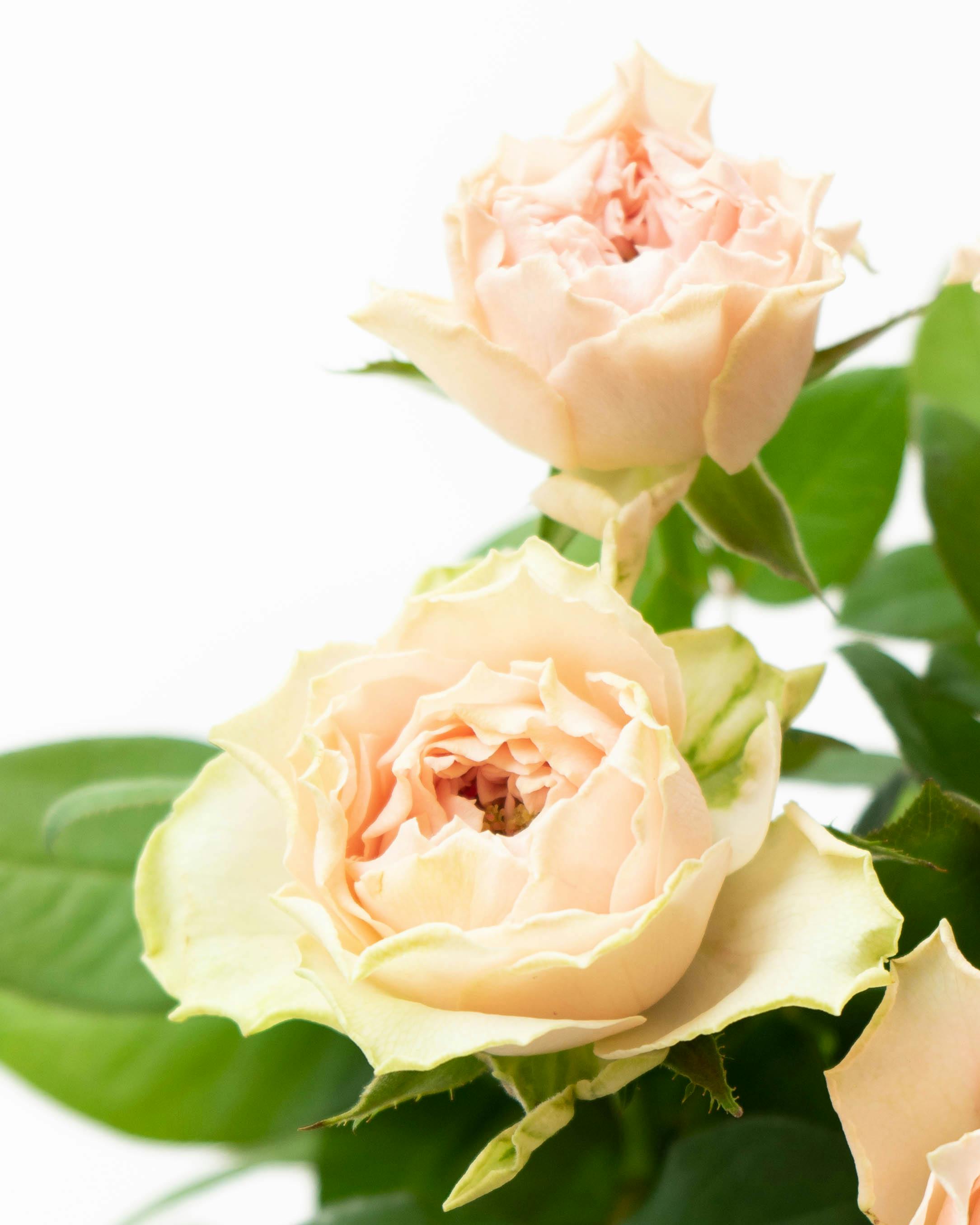 産地直送 バラ花束 ピンク（10本入り）／愛知 榊原薔薇園からお届け