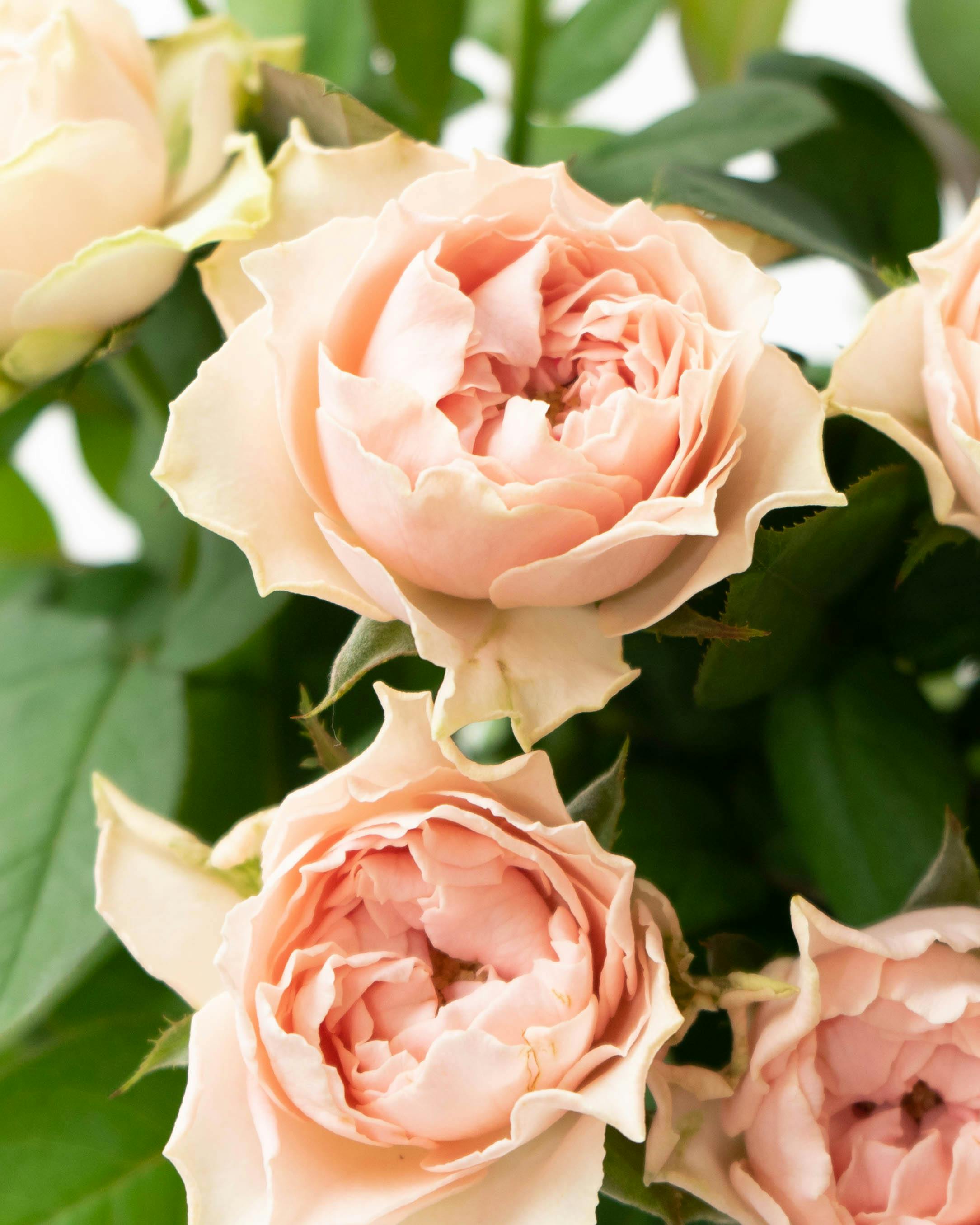 産地直送 バラ花束 ピンク（10本入り）／愛知 榊原薔薇園からお届け
